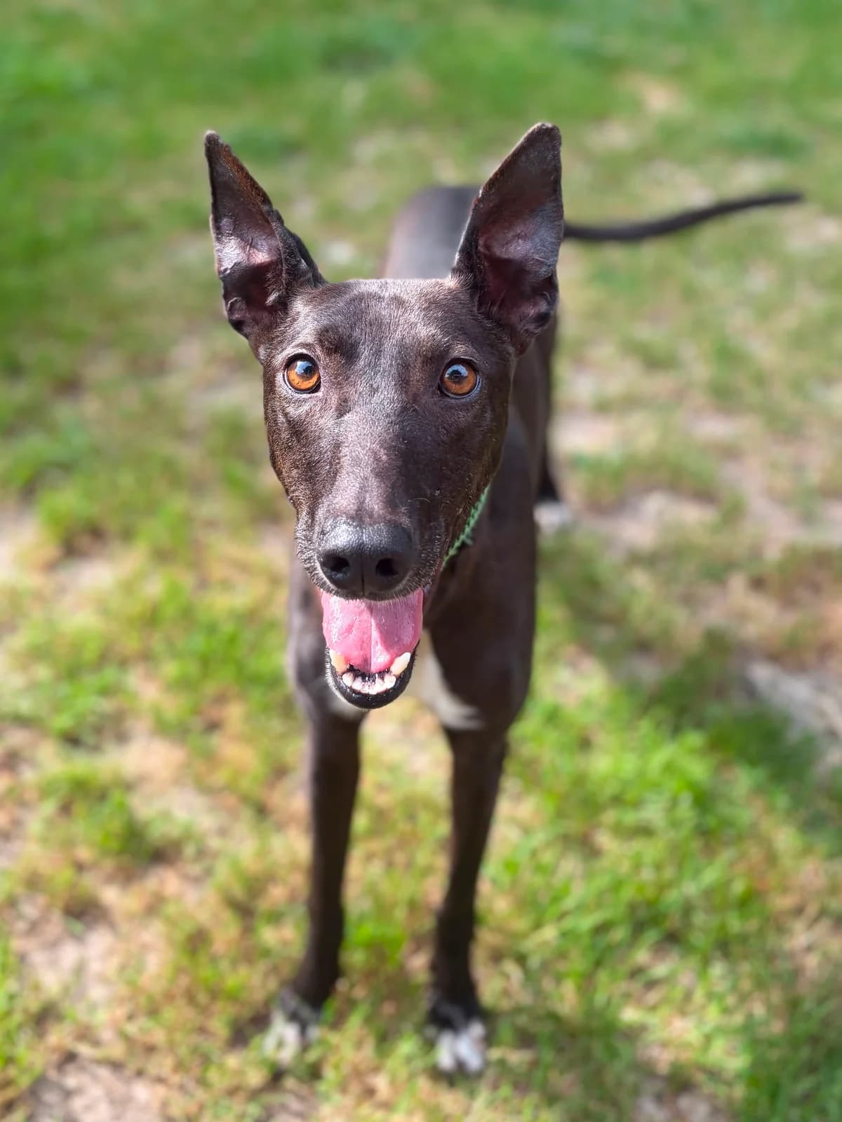 Jasper, male 3yo Lurcher for adoption at Angels 4 Dogs Rescue