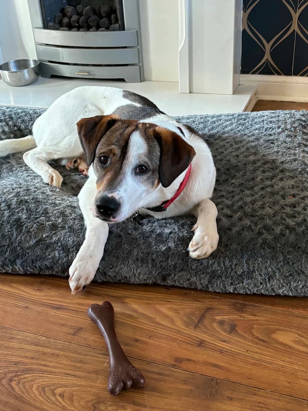 Jim Bob, male young mixed breed for adoption at Angels 4 Dogs Rescue
