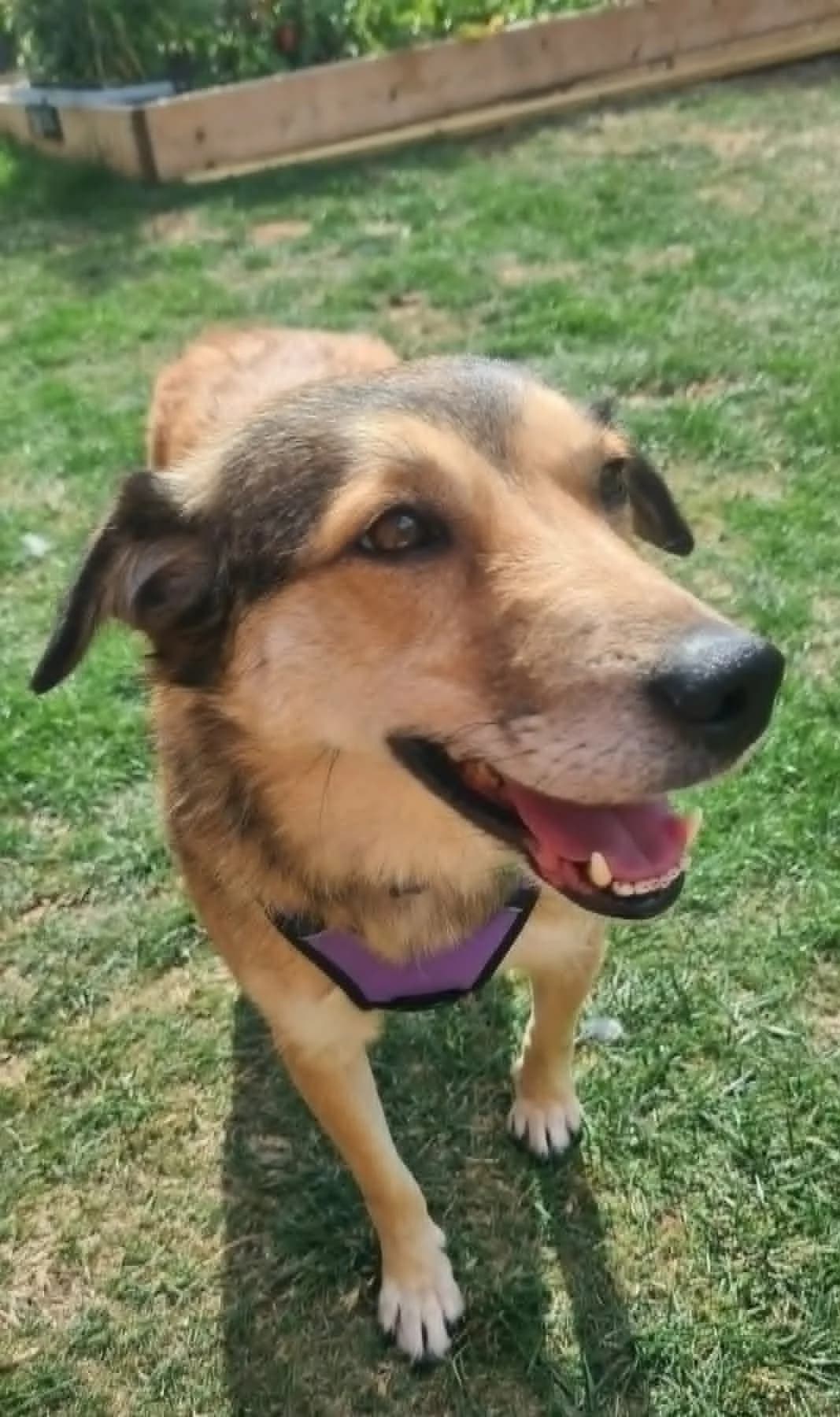 Lorrie, female Mixed Breed for adoption at Angels 4 Dogs Rescue