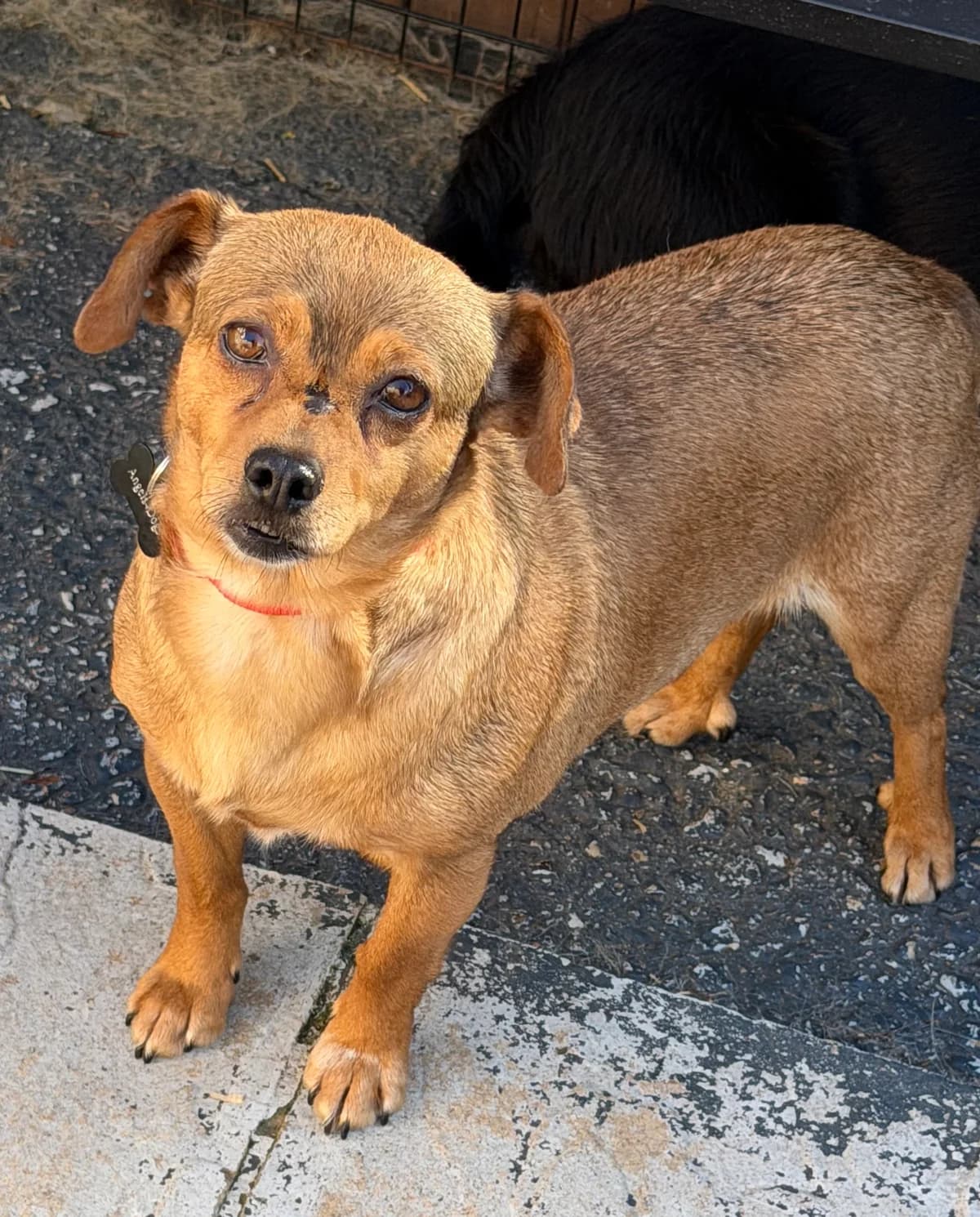 Miri, female 5yo mixed breed for adoption at Angels 4 Dogs Rescue