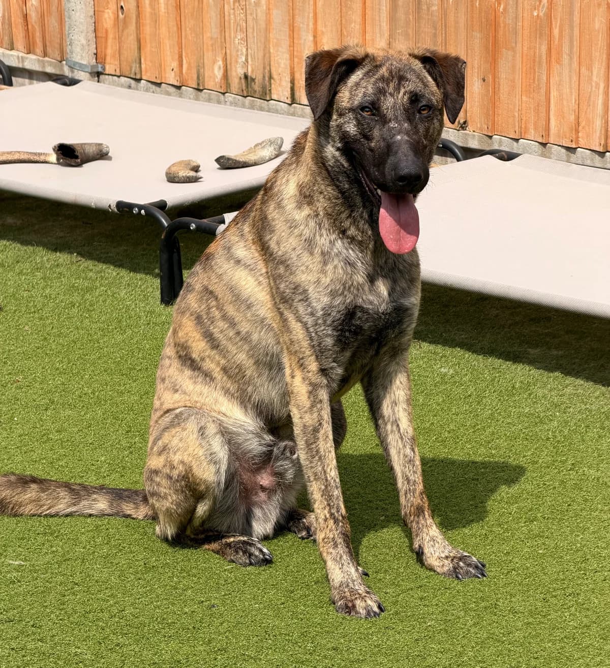 Ranger, male young mixed breed for adoption at Angels 4 Dogs Rescue