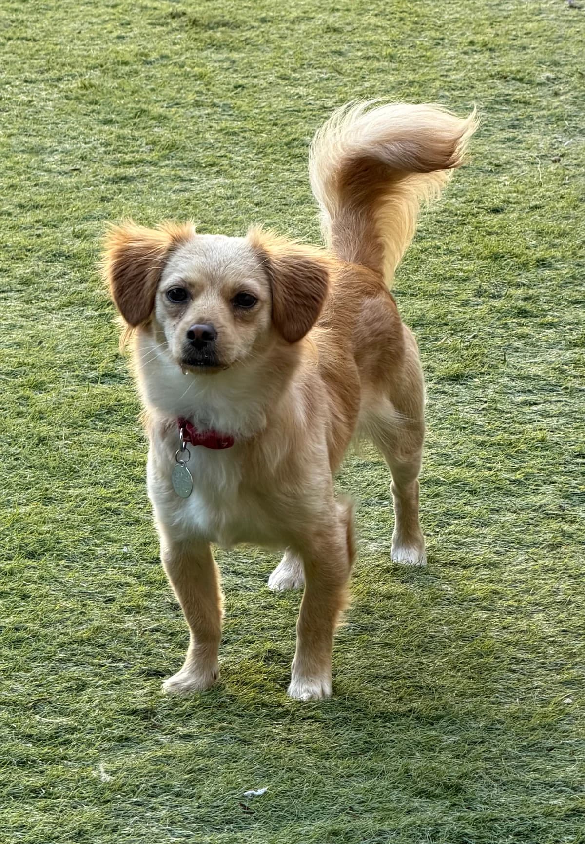 Rosie, female young mixed breed for adoption at Angels 4 Dogs Rescue