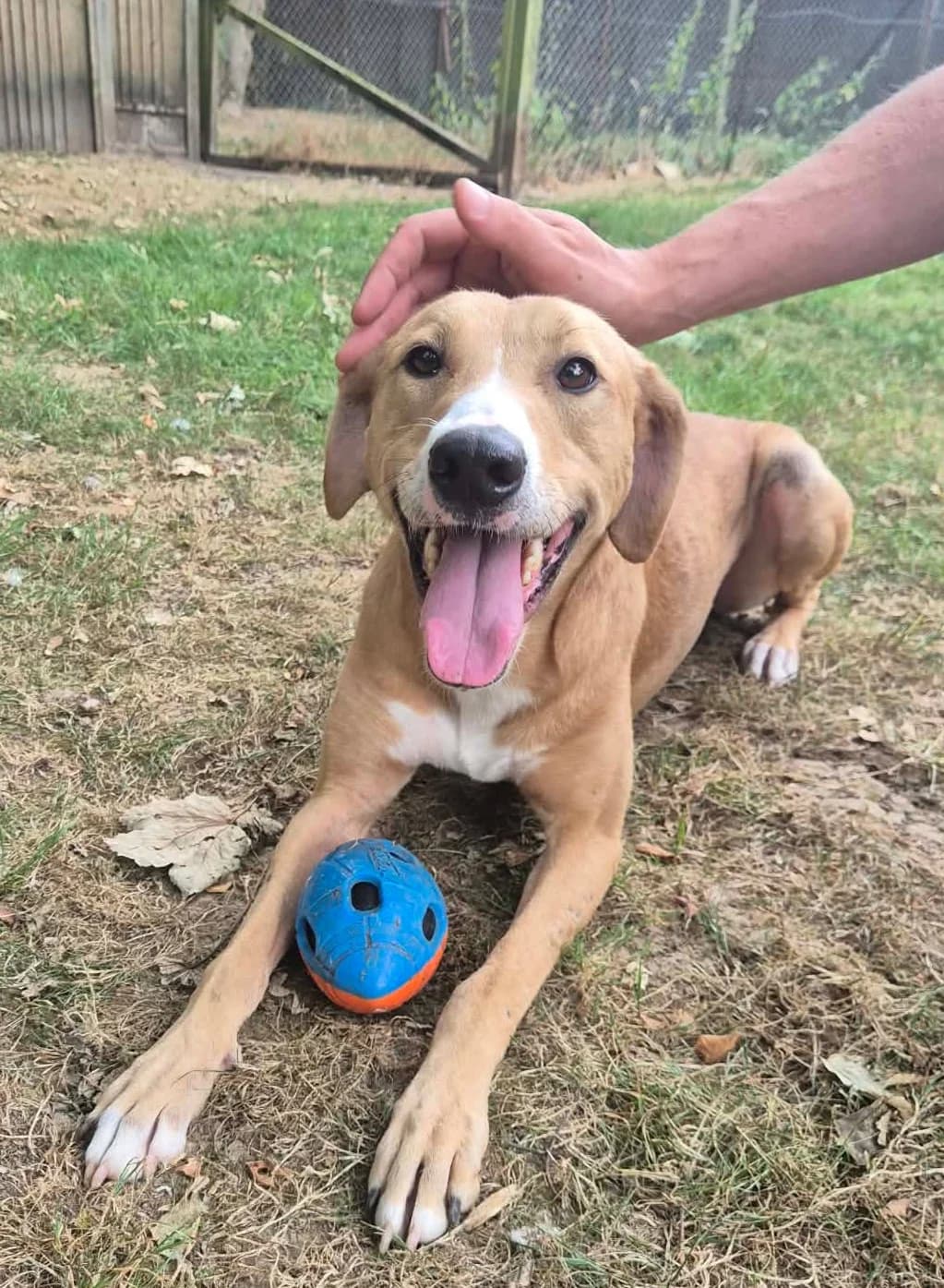 Sandy, male Lurcher for adoption at Angels 4 Dogs Rescue