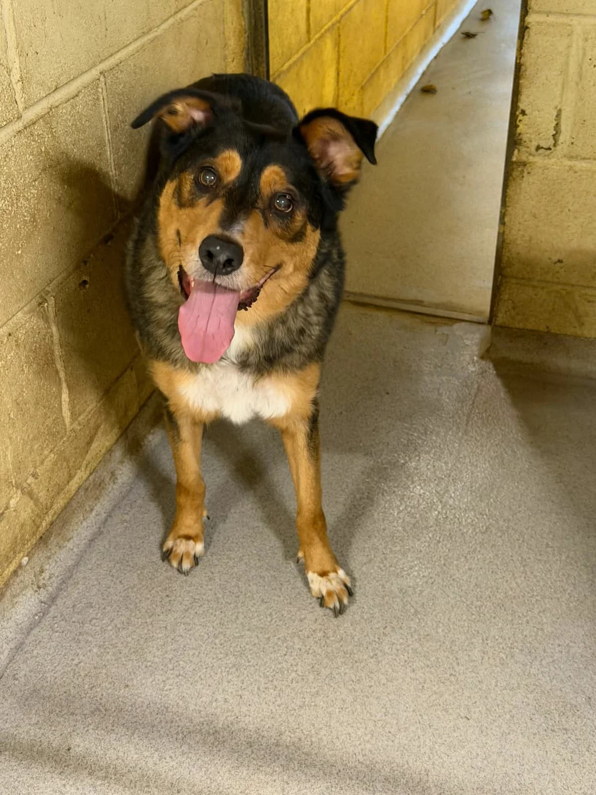 Silas, male senior Collie for adoption at Angels 4 Dogs Rescue