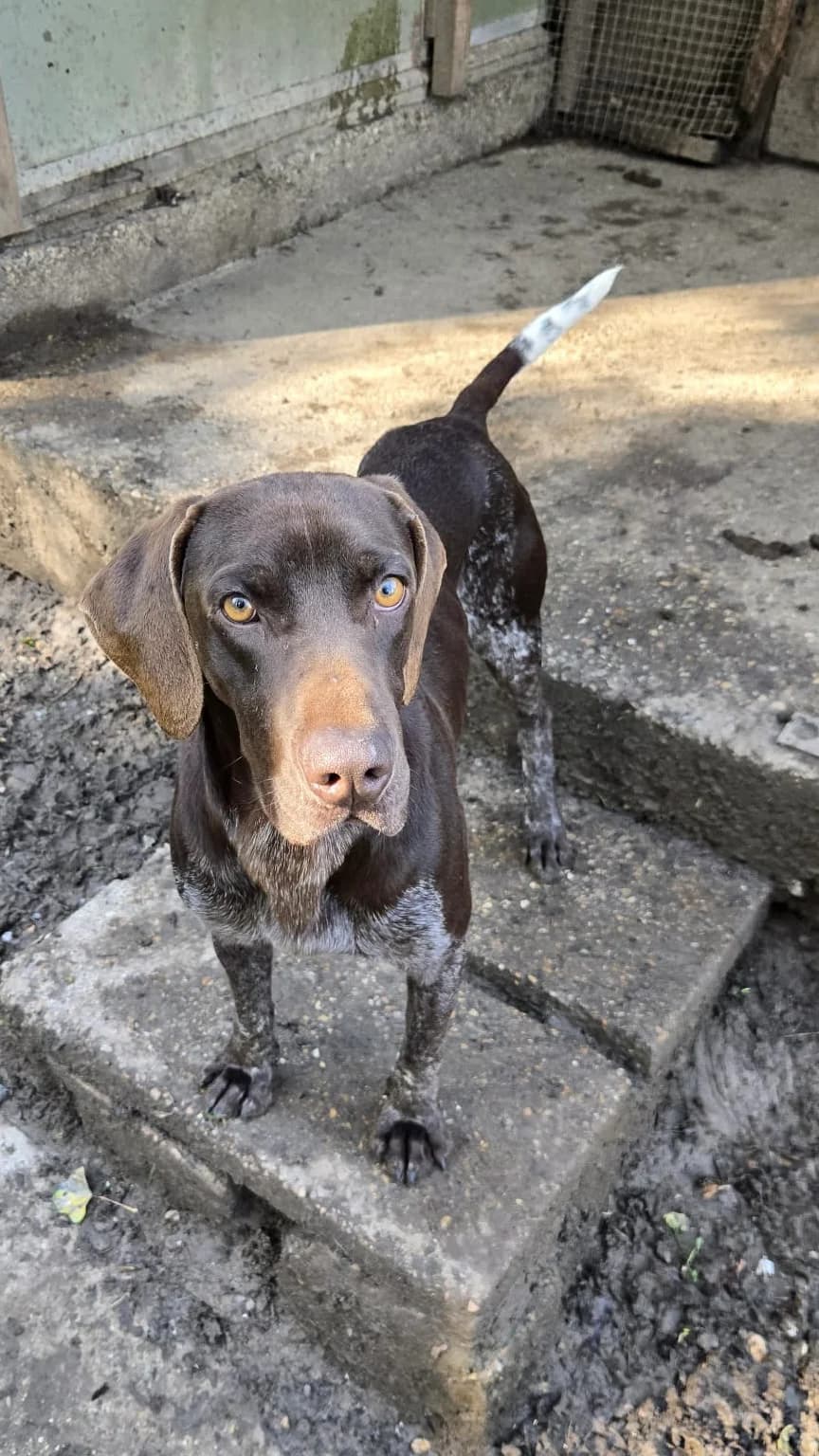 Stanley, male 3yo Pointer for adoption at Angels 4 Dogs Rescue
