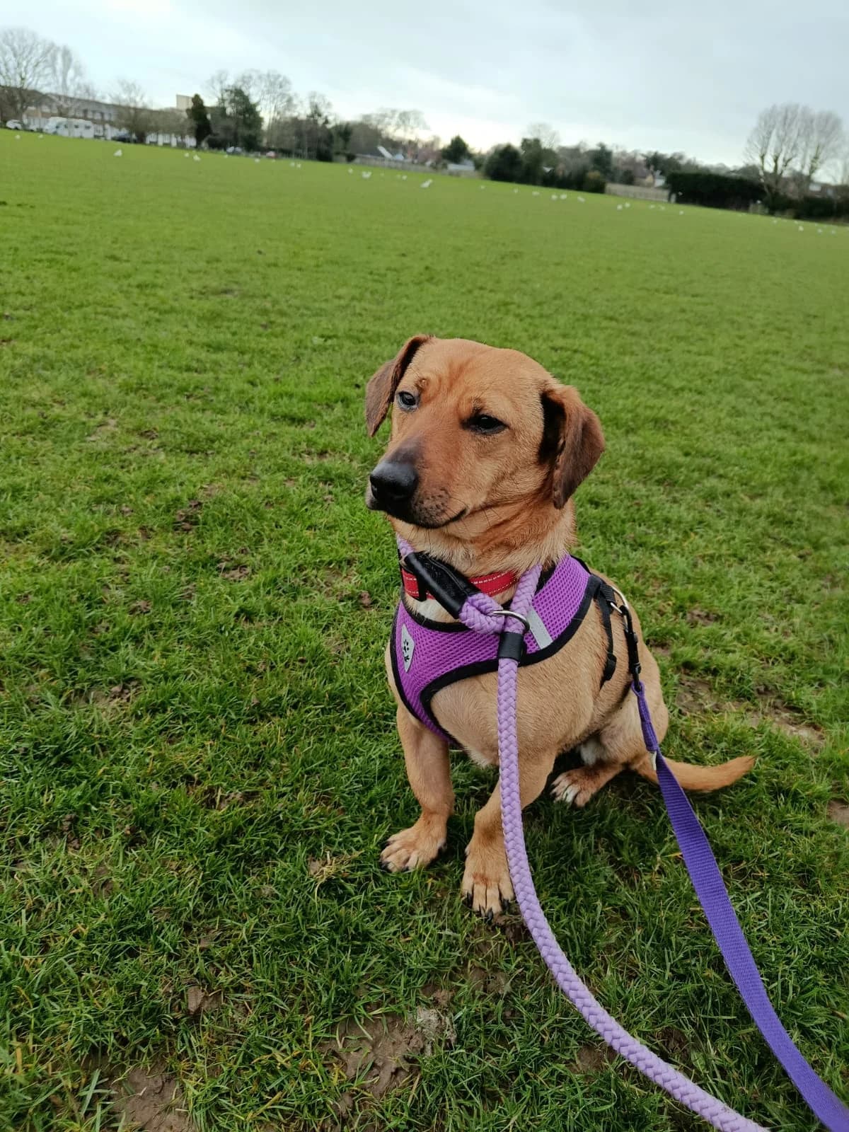 Vanna, female 6yo mixed breed for adoption at Angels 4 Dogs Rescue