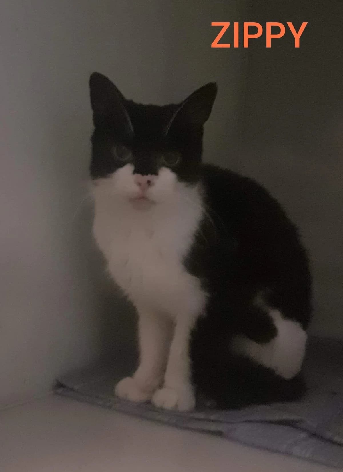 Star, female 4yo Mixed Breed for adoption at Animal Aid 246