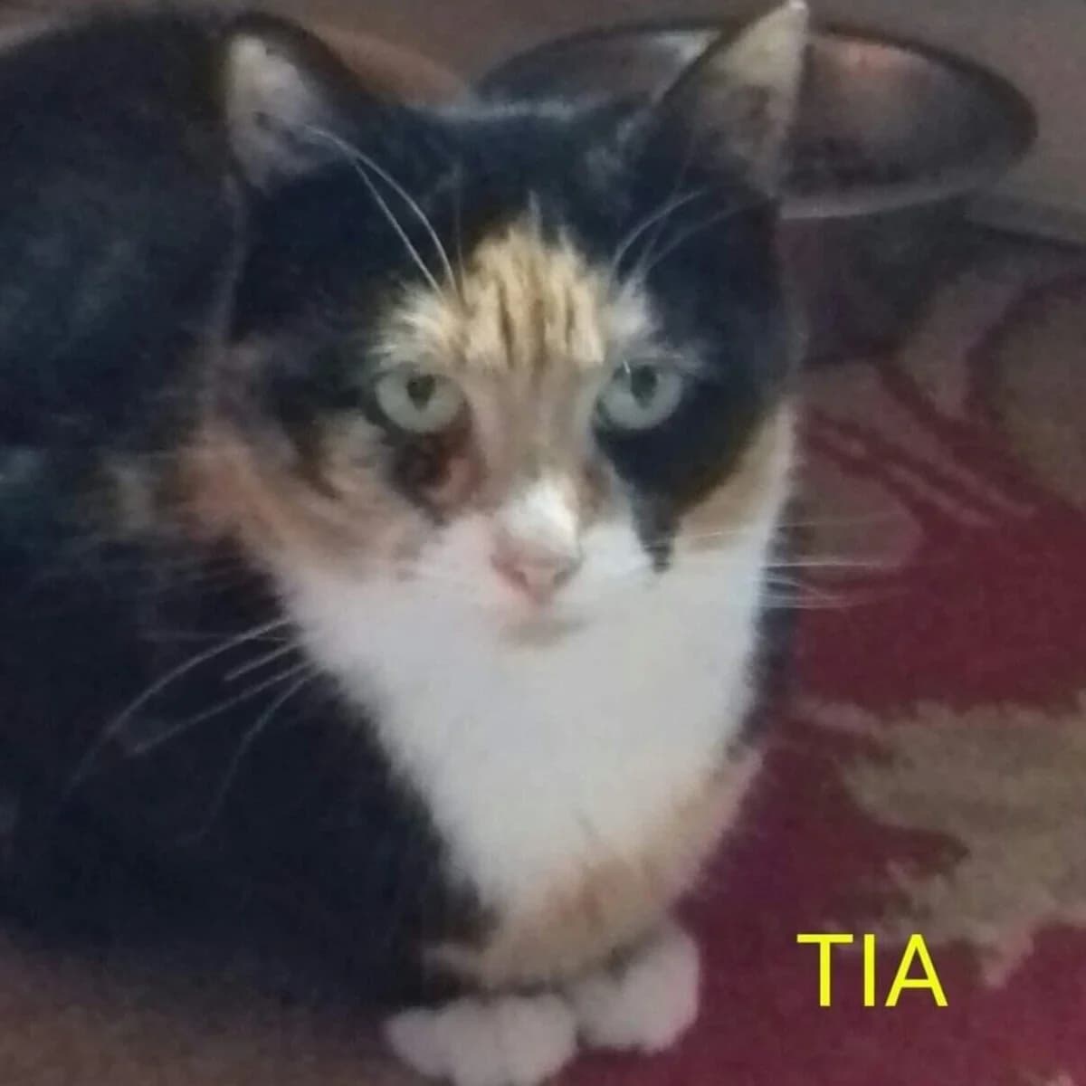 Star, female Mixed Breed for adoption at Animal Aid 246