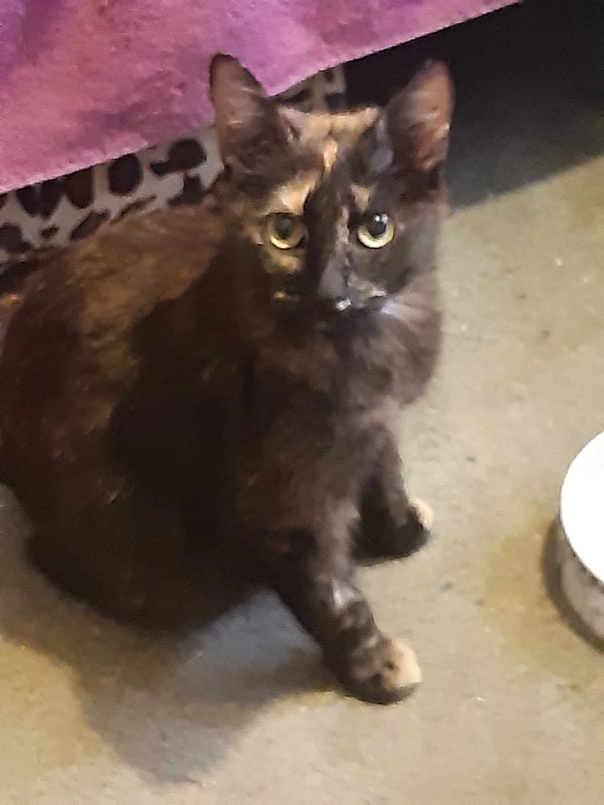 Chloe, female Mixed Breed for adoption at Animal Aid and Advice