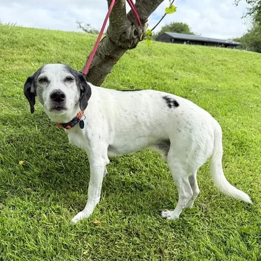 Pan, male senior Mixed Breed for adoption at Animal Care Lancaster Morecambe