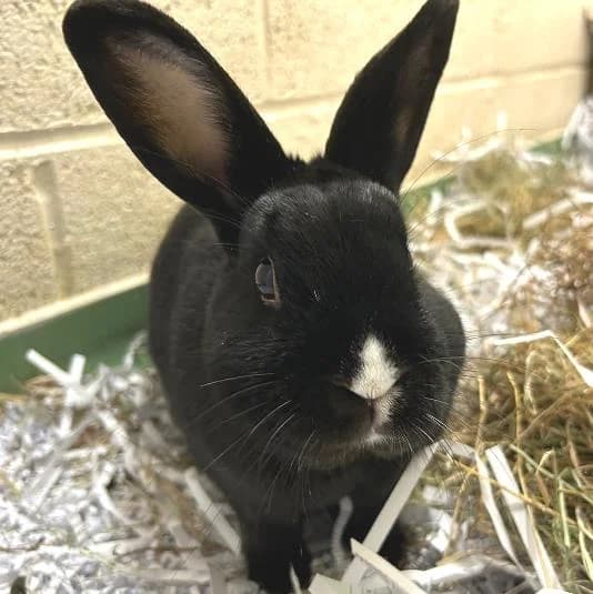 John, male 6yo mixed breed for adoption at Animal Care Lancaster Morecambe