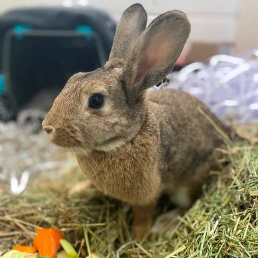 Astrid, female Domestic Rabbit for adoption at Animal Care Lancaster Morecambe