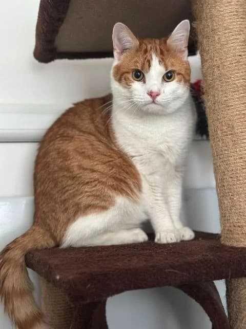 Kev, male young Mixed Breed Cat for adoption at Animal Concern Cumbria, Egremont