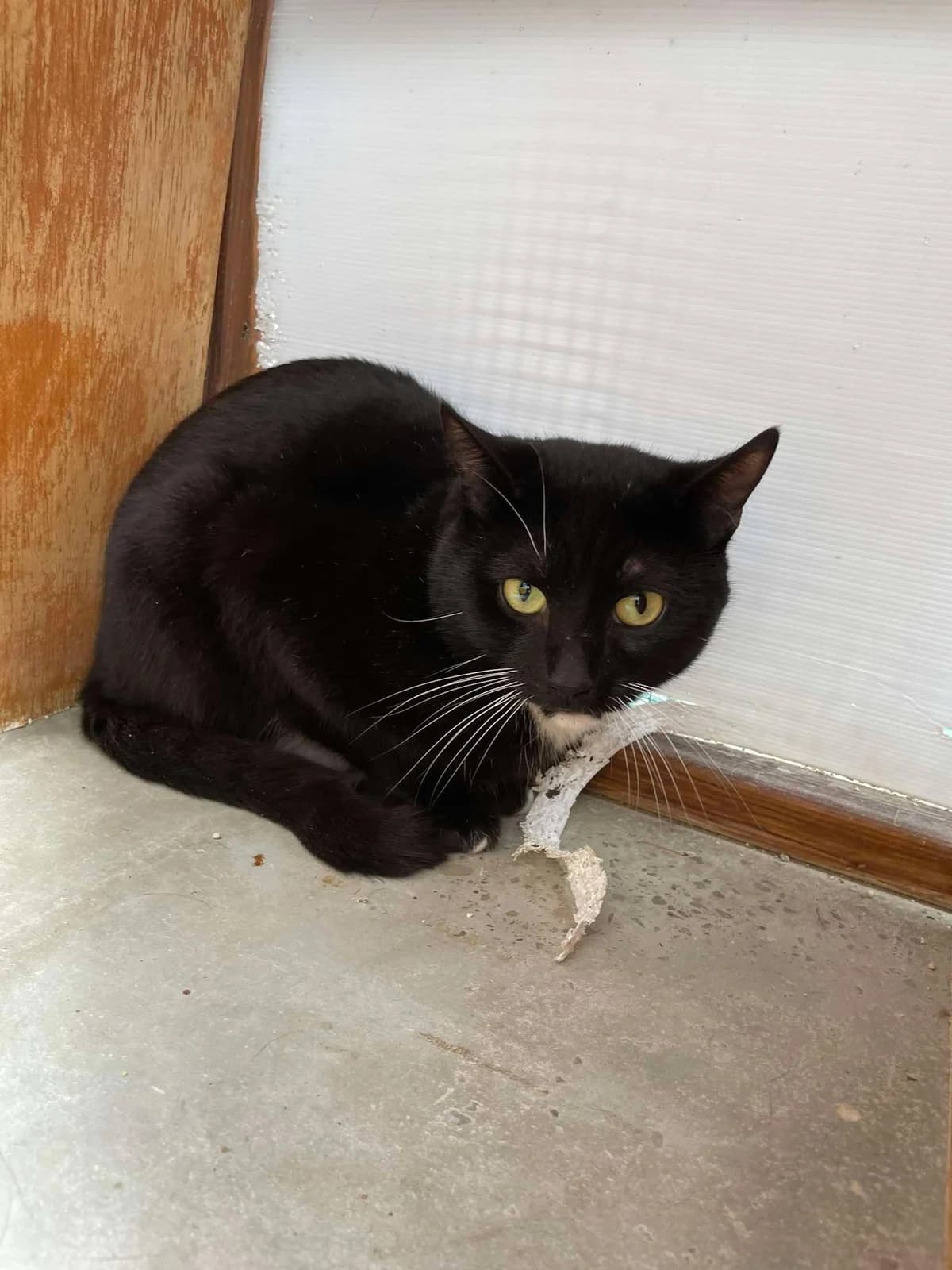 ARTY, male senior Mixed Breed for adoption at Animal Rescue Cumbria (Wainwright Shelter)