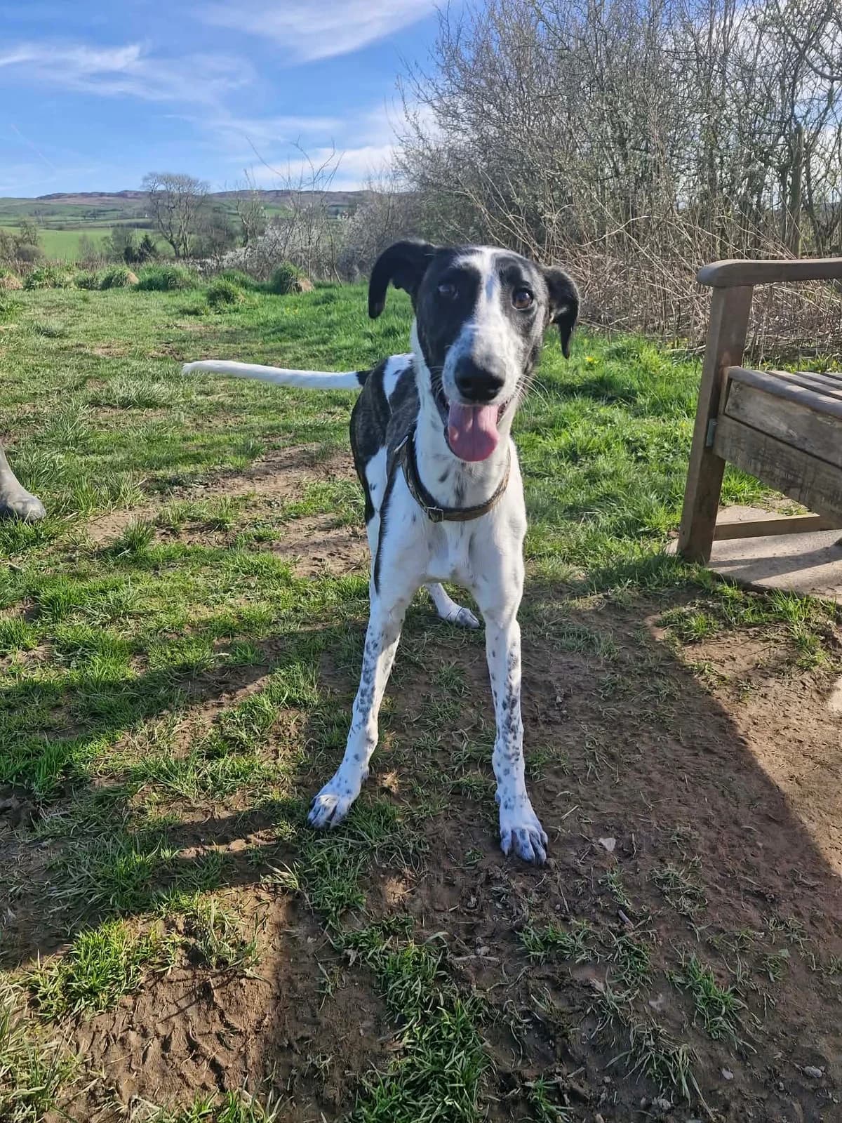 FINN, male puppy Mixed Breed for adoption at Animal Rescue Cumbria (Wainwright Shelter)