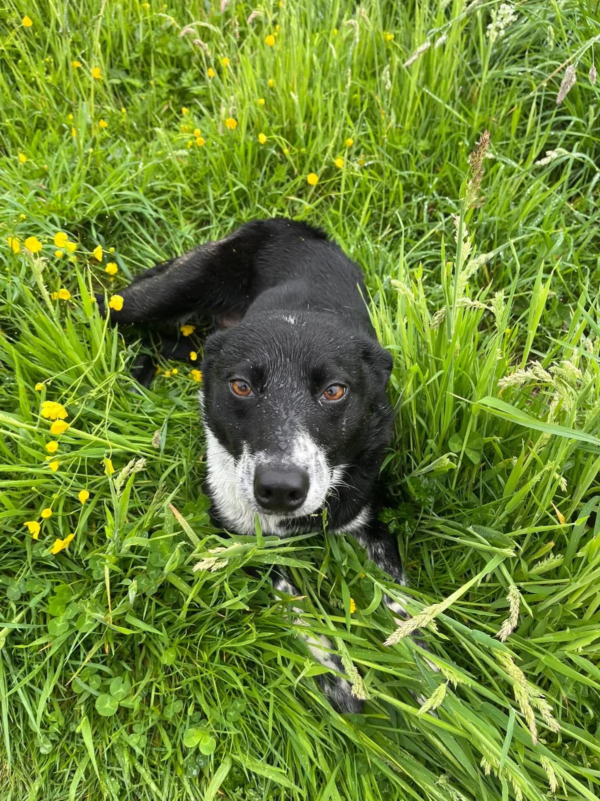 FLY, female young Mixed Breed for adoption at Animal Rescue Cumbria (Wainwright Shelter)