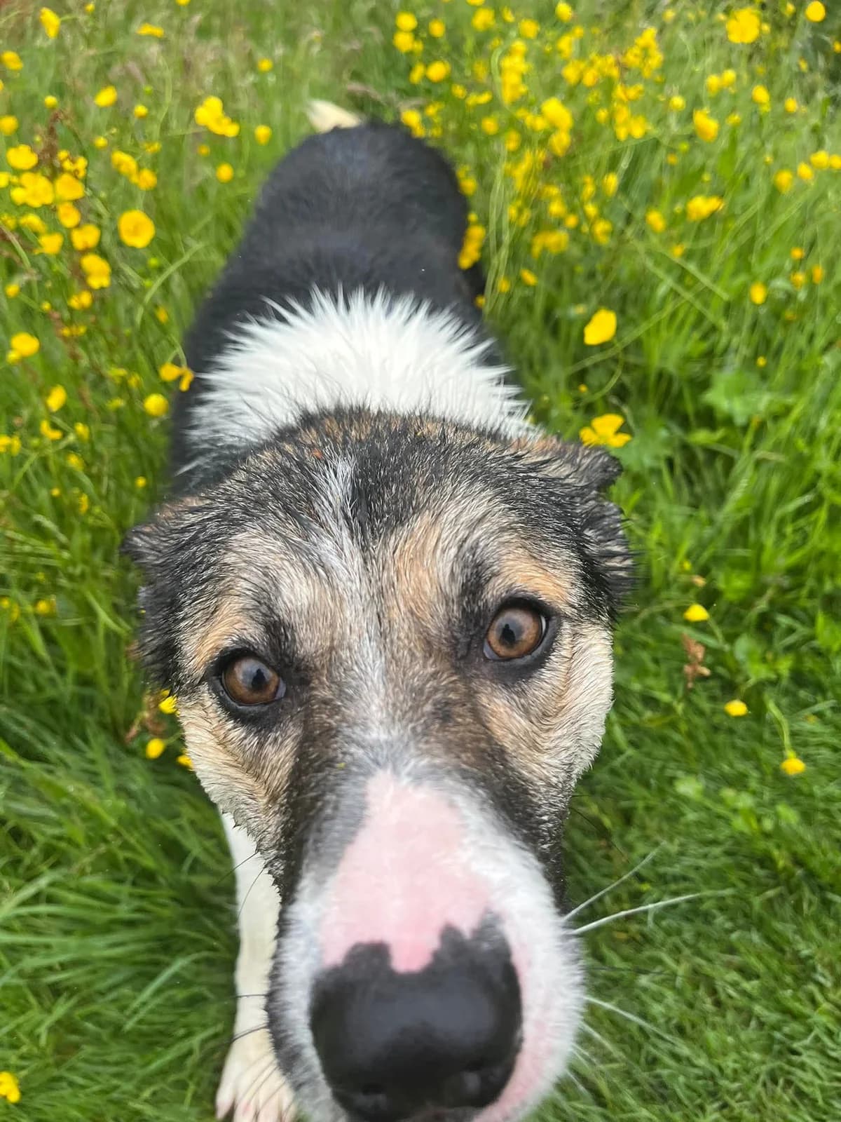 JED, male young Mixed Breed for adoption at Animal Rescue Cumbria (Wainwright Shelter)