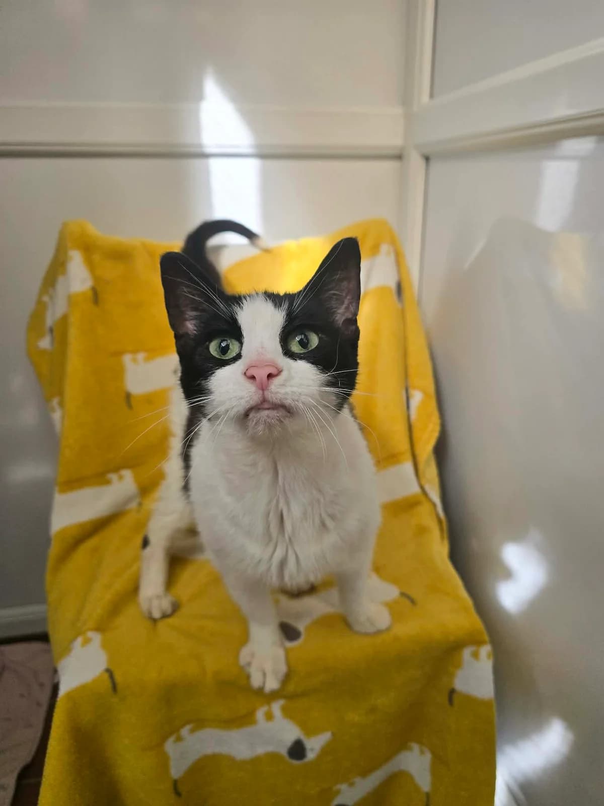 JESS, female senior Mixed Breed for adoption at Animal Rescue Cumbria (Wainwright Shelter)