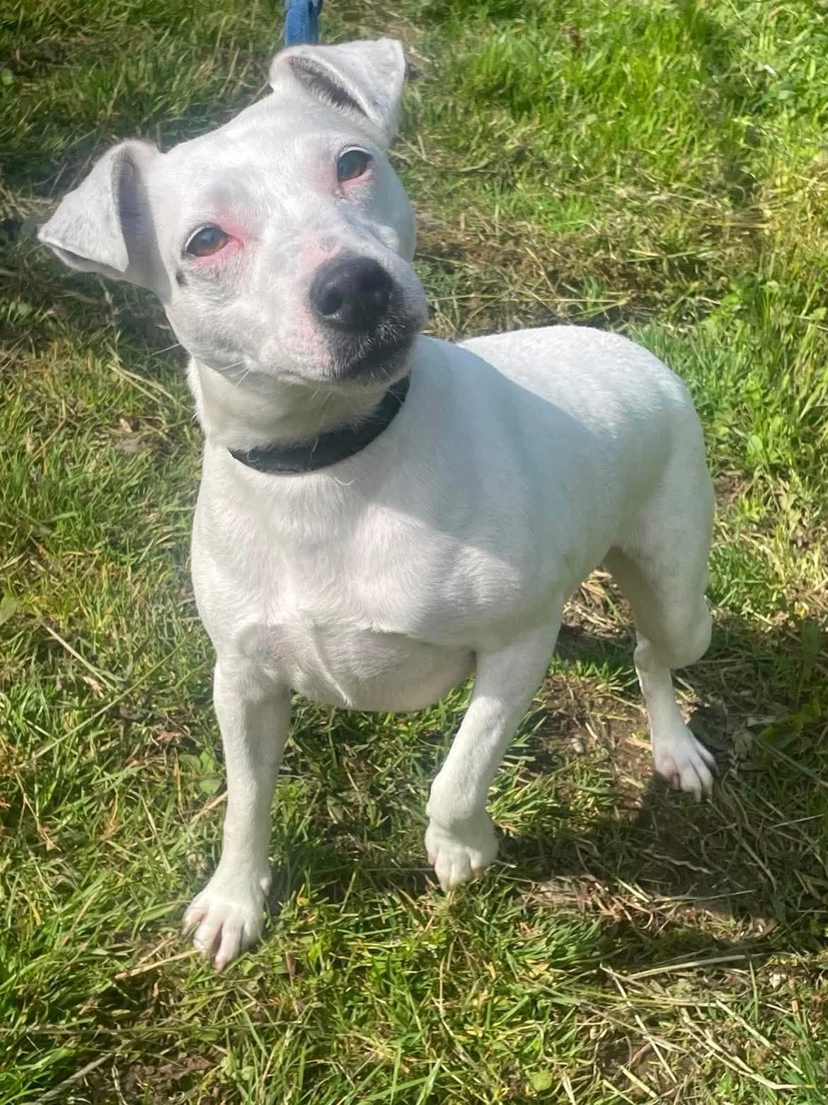 JILL, female puppy Mixed Breed for adoption at Animal Rescue Cumbria (Wainwright Shelter)