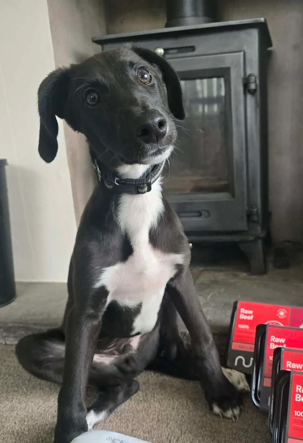 KING, male senior Mixed Breed for adoption at Animal Rescue Cumbria (Wainwright Shelter)