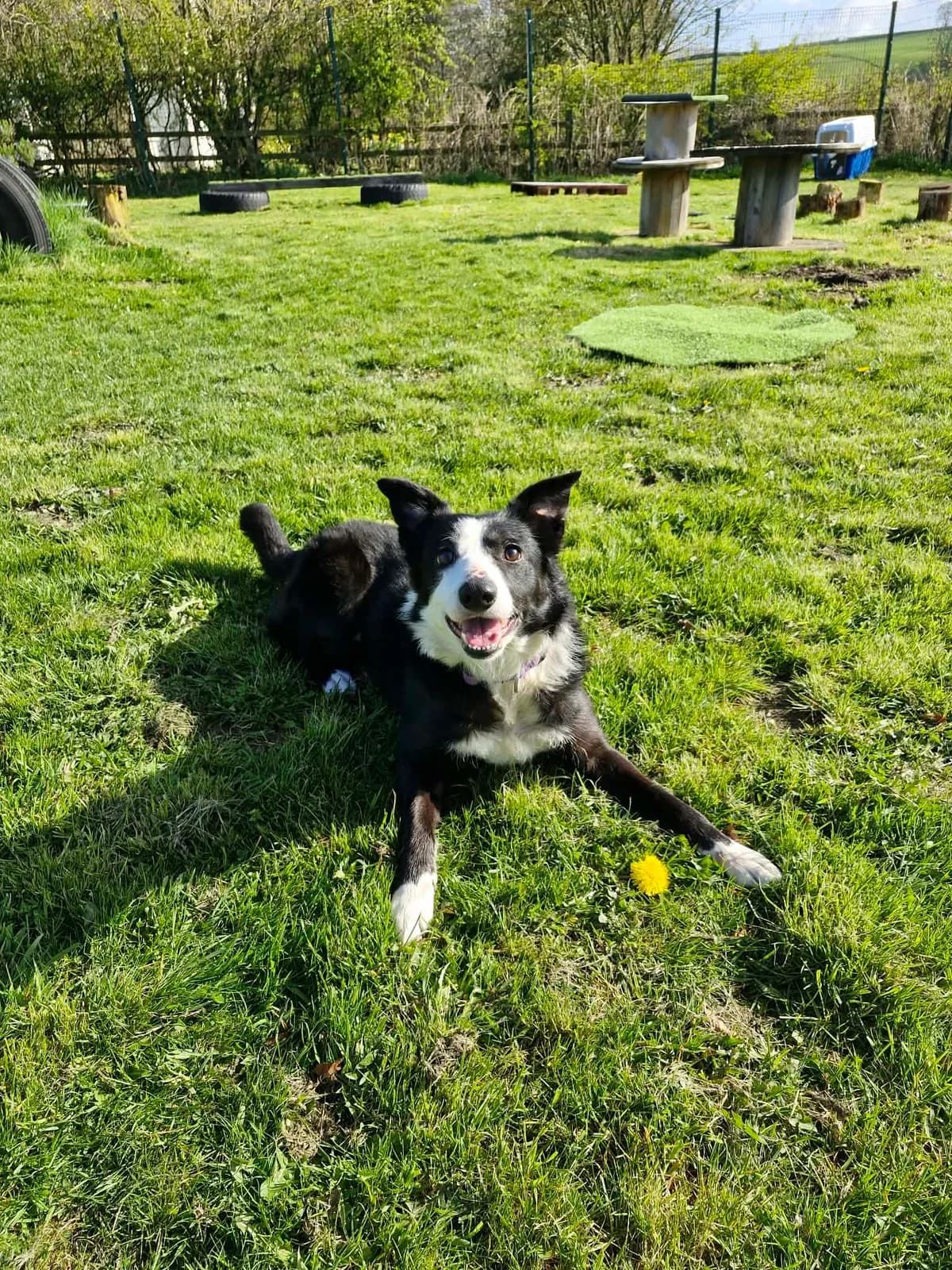 KYM, female 4yo Mixed Breed for adoption at Animal Rescue Cumbria (Wainwright Shelter)