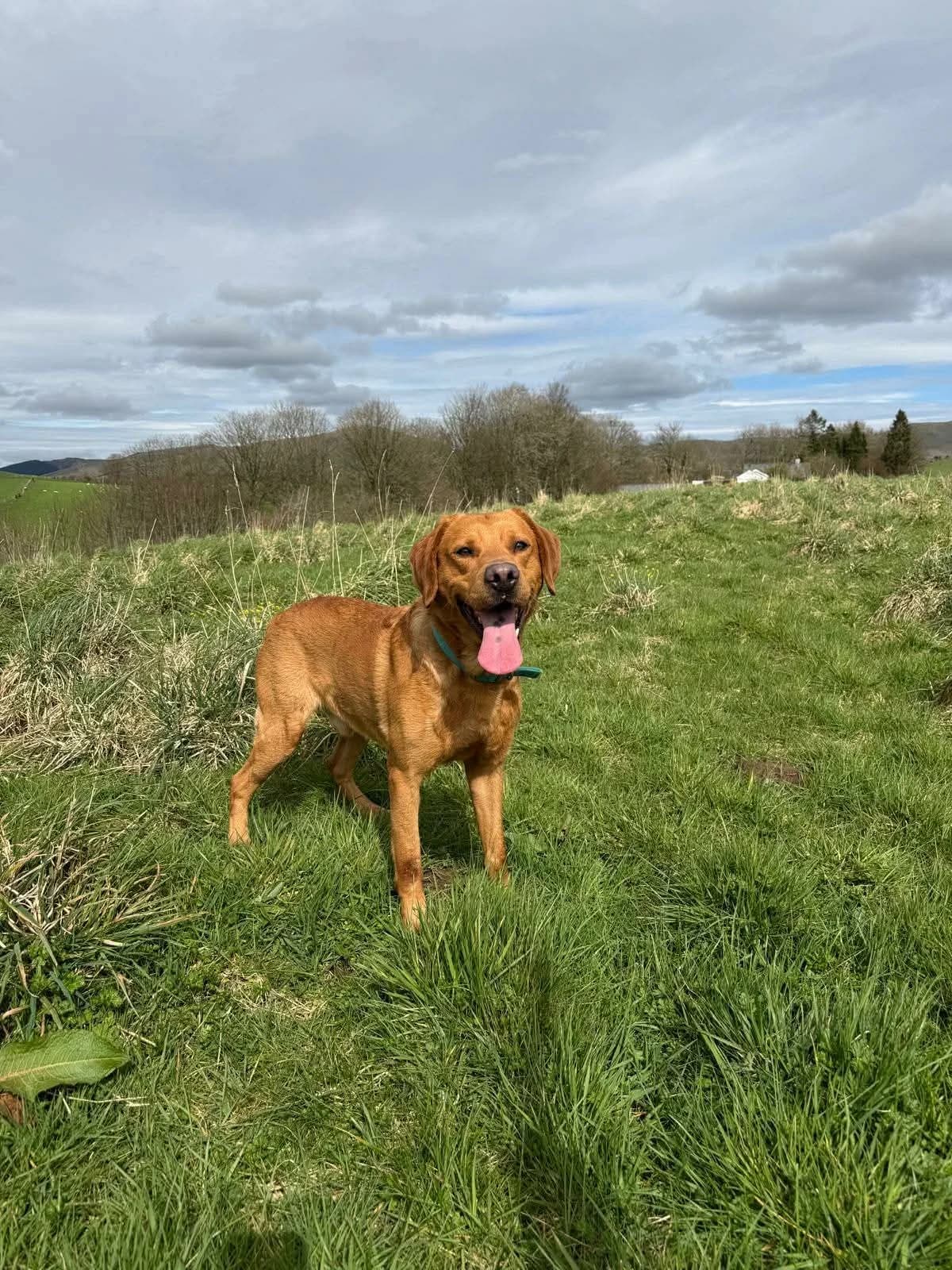 LOKI, female 4yo Mixed Breed for adoption at Animal Rescue Cumbria (Wainwright Shelter)
