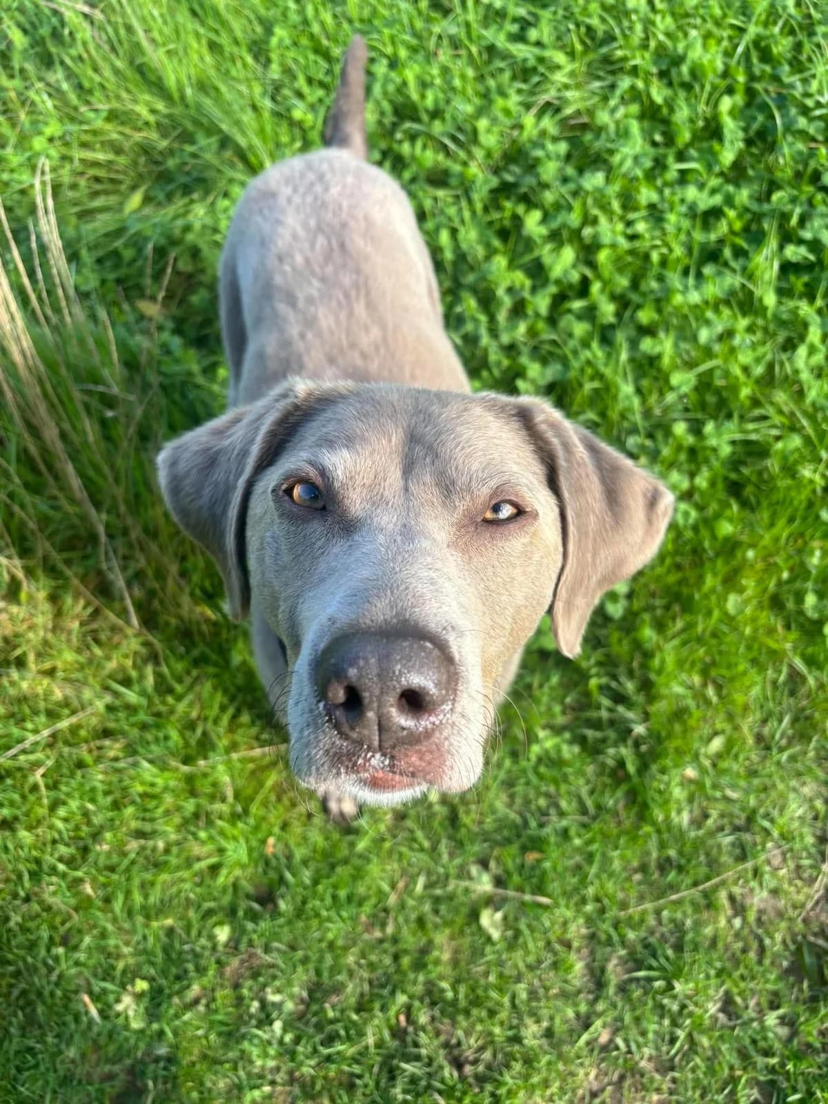 LULA, female 5yo Mixed Breed for adoption at Animal Rescue Cumbria (Wainwright Shelter)
