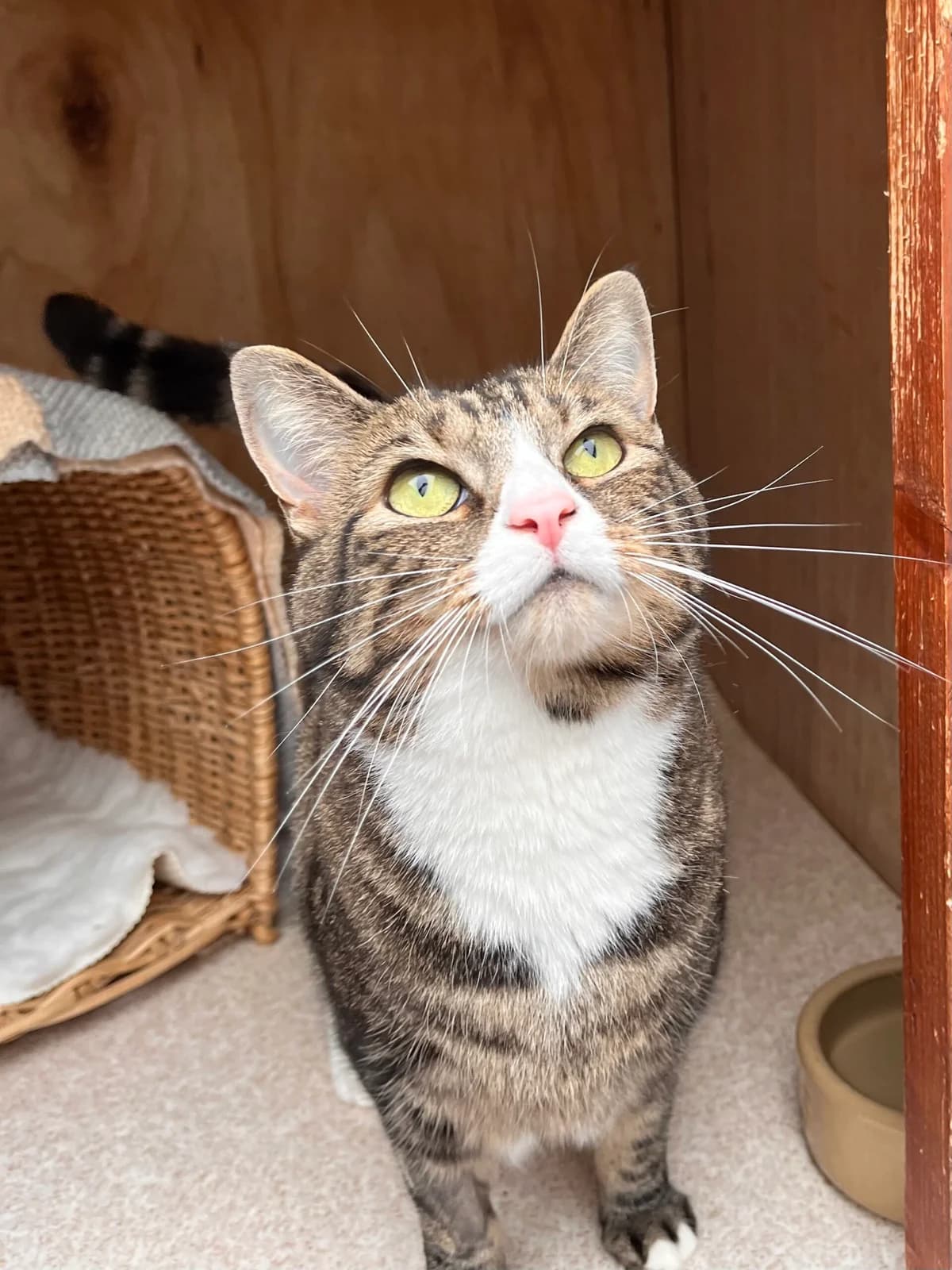 MAIA, female 5yo Mixed Breed for adoption at Animal Rescue Cumbria (Wainwright Shelter)