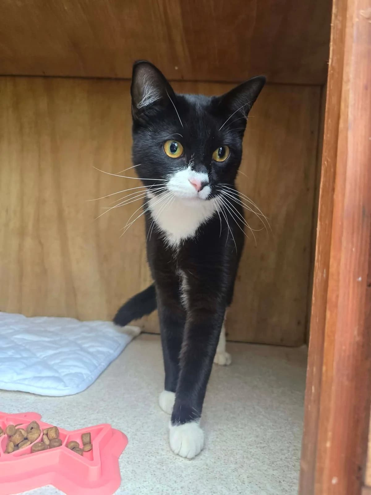 MILO, male young Mixed Breed for adoption at Animal Rescue Cumbria (Wainwright Shelter)