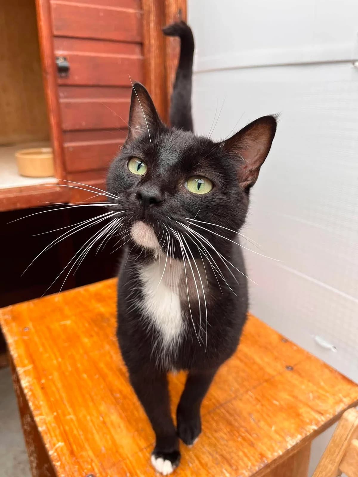 OREO, female Mixed Breed for adoption at Animal Rescue Cumbria (Wainwright Shelter)