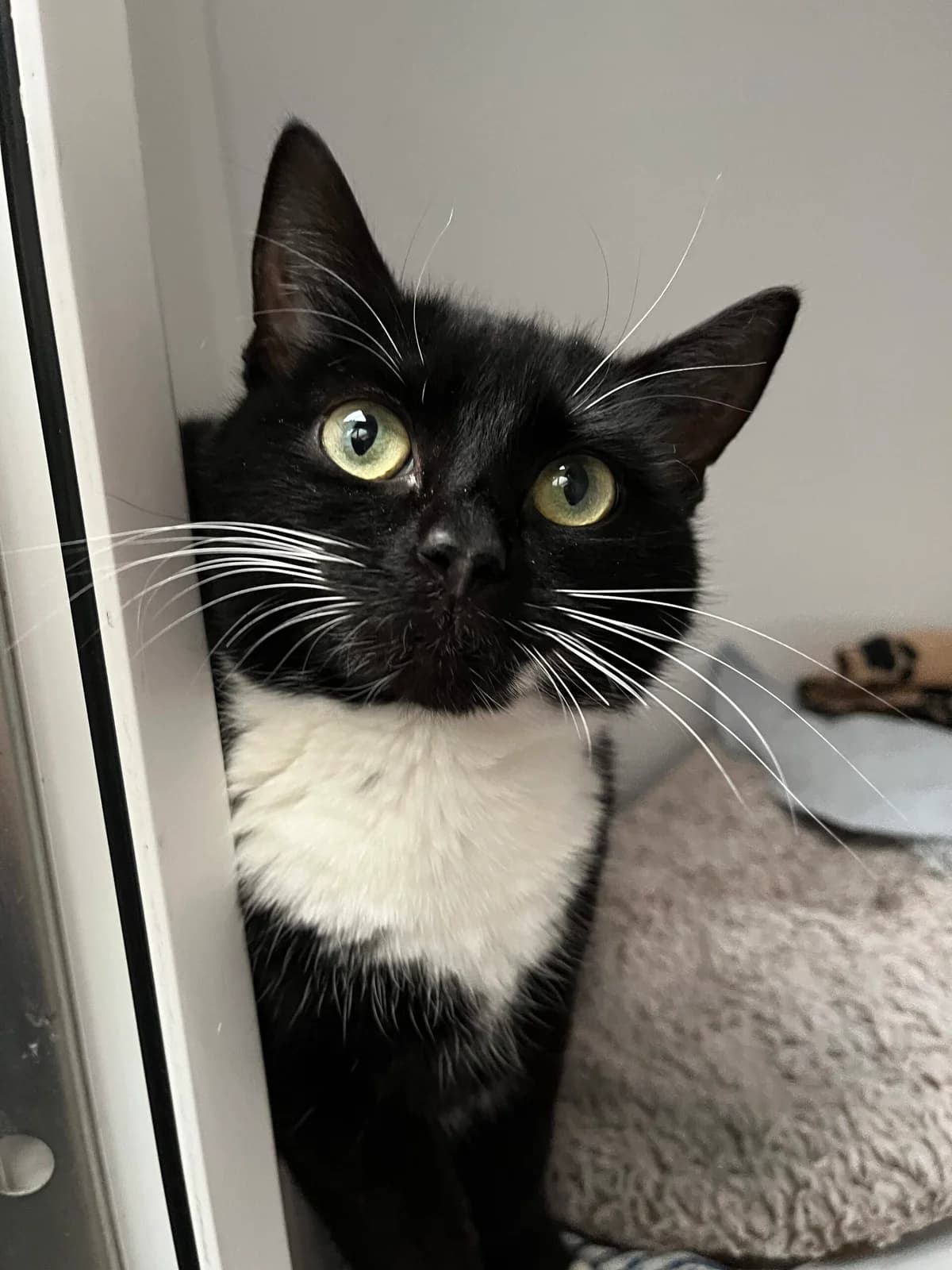 RITA, female 3yo Mixed Breed for adoption at Animal Rescue Cumbria (Wainwright Shelter)