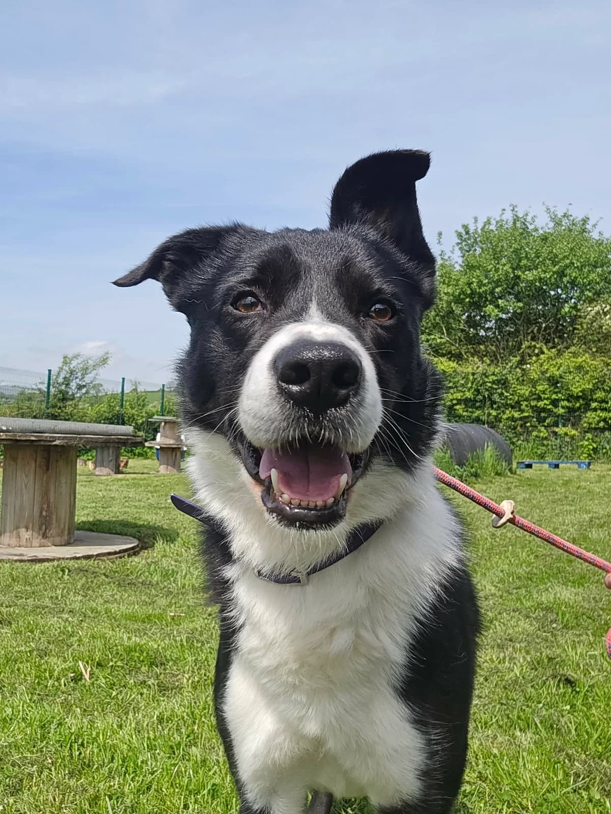 SAM, male 5yo Mixed Breed for adoption at Animal Rescue Cumbria (Wainwright Shelter)