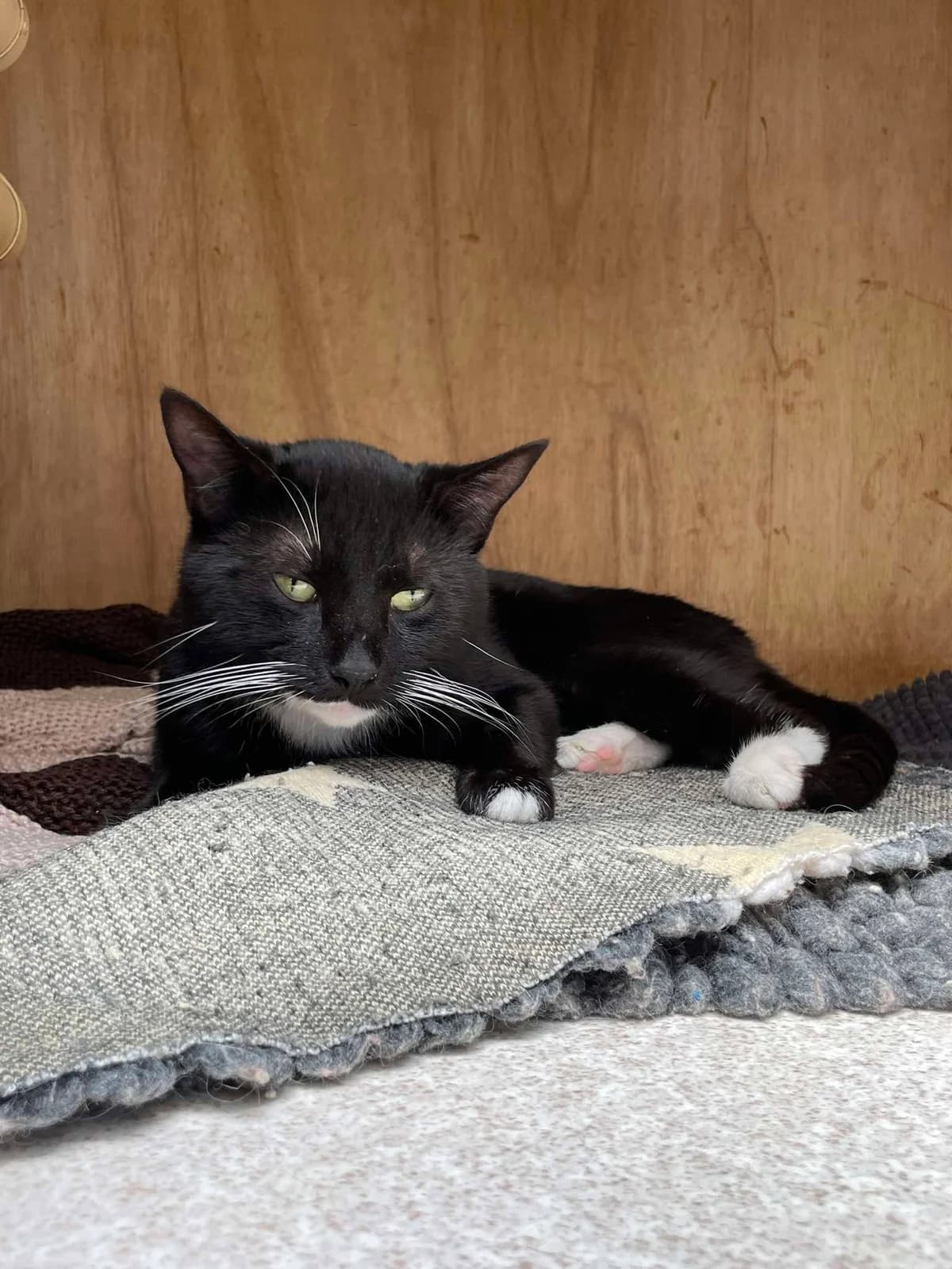 THOR, male 4yo Mixed Breed for adoption at Animal Rescue Cumbria (Wainwright Shelter)