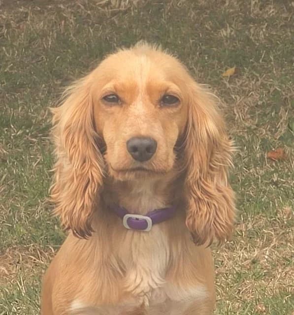 HONEY – HOME CHECKING, female Mixed Breed for adoption at Animal Rescue Cymru, Wales