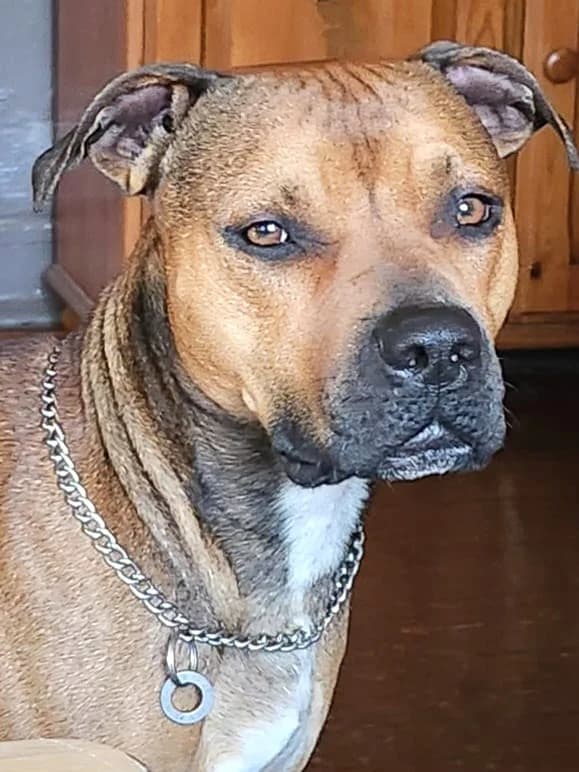 JEFF, male puppy Staffordshire Bull Terrier for adoption at Animal Rescue Cymru, Wales