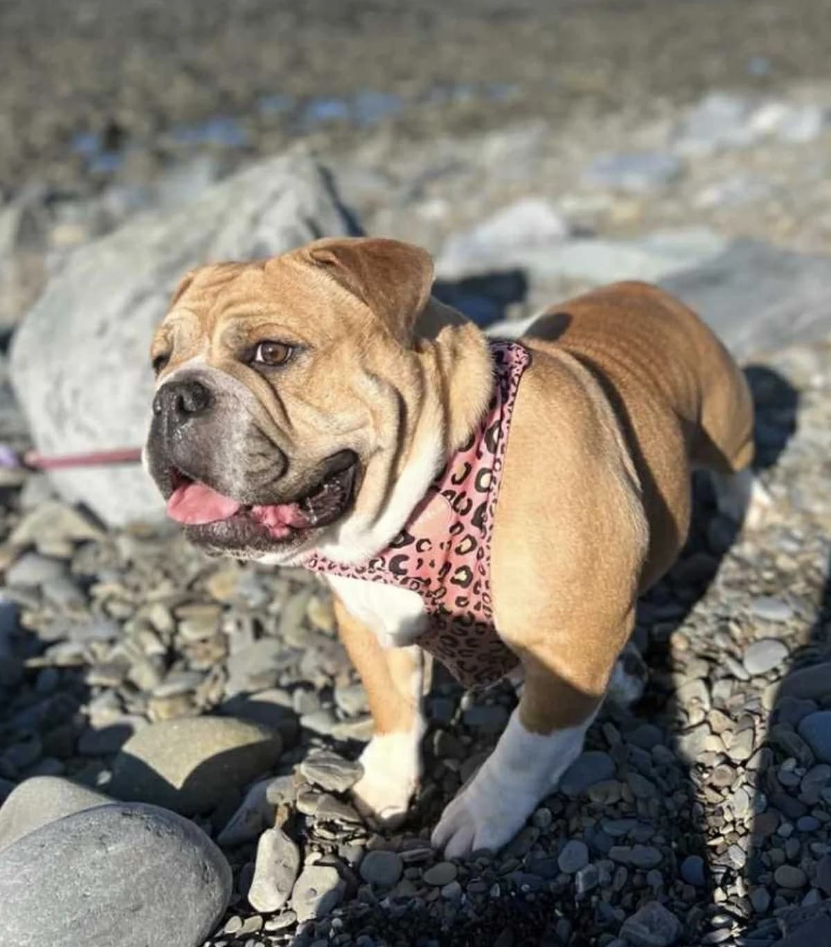 LACY, female Mixed Breed for adoption at Animal Rescue Cymru, Wales photo 2