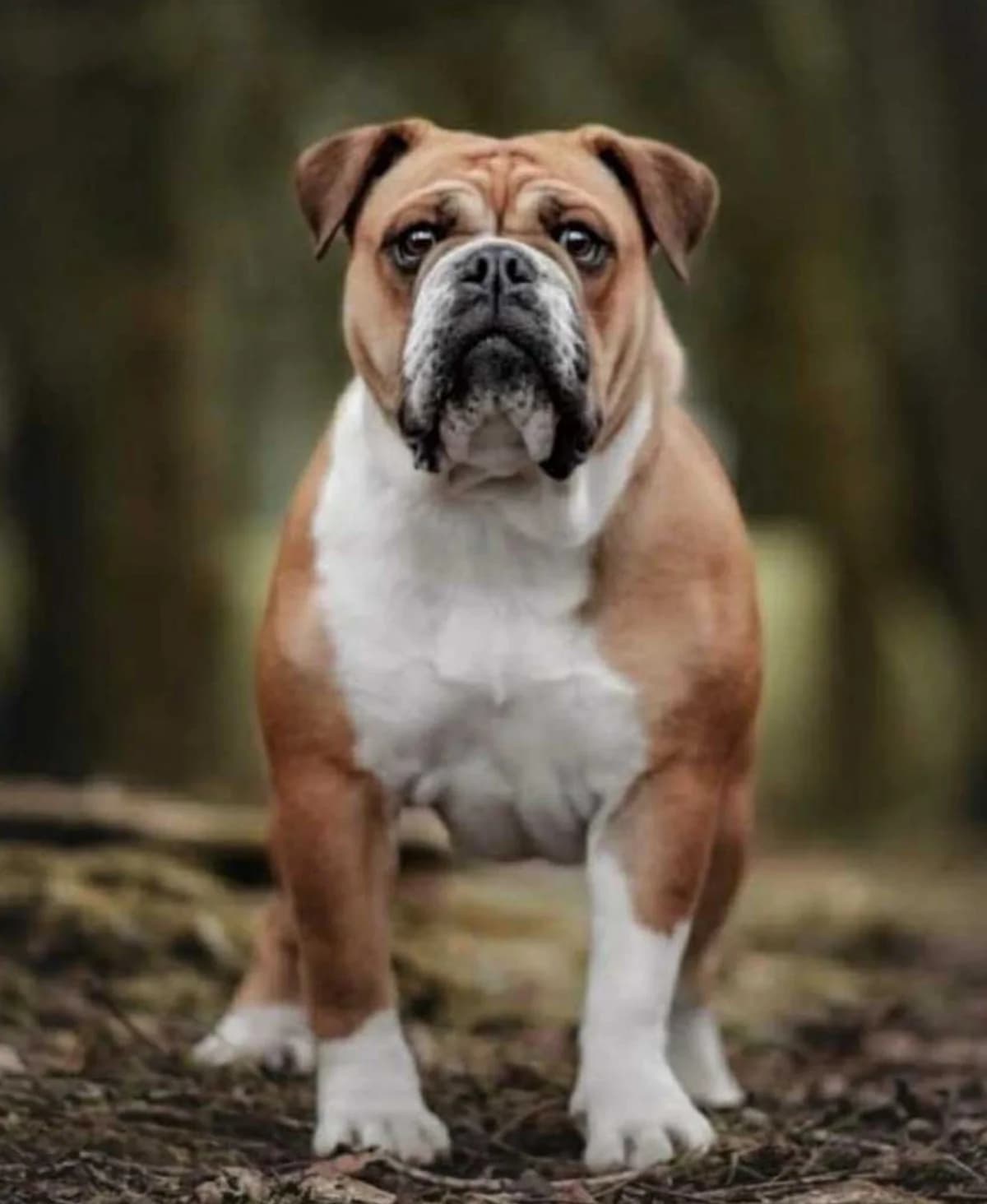 LACY, female Mixed Breed for adoption at Animal Rescue Cymru, Wales photo 4