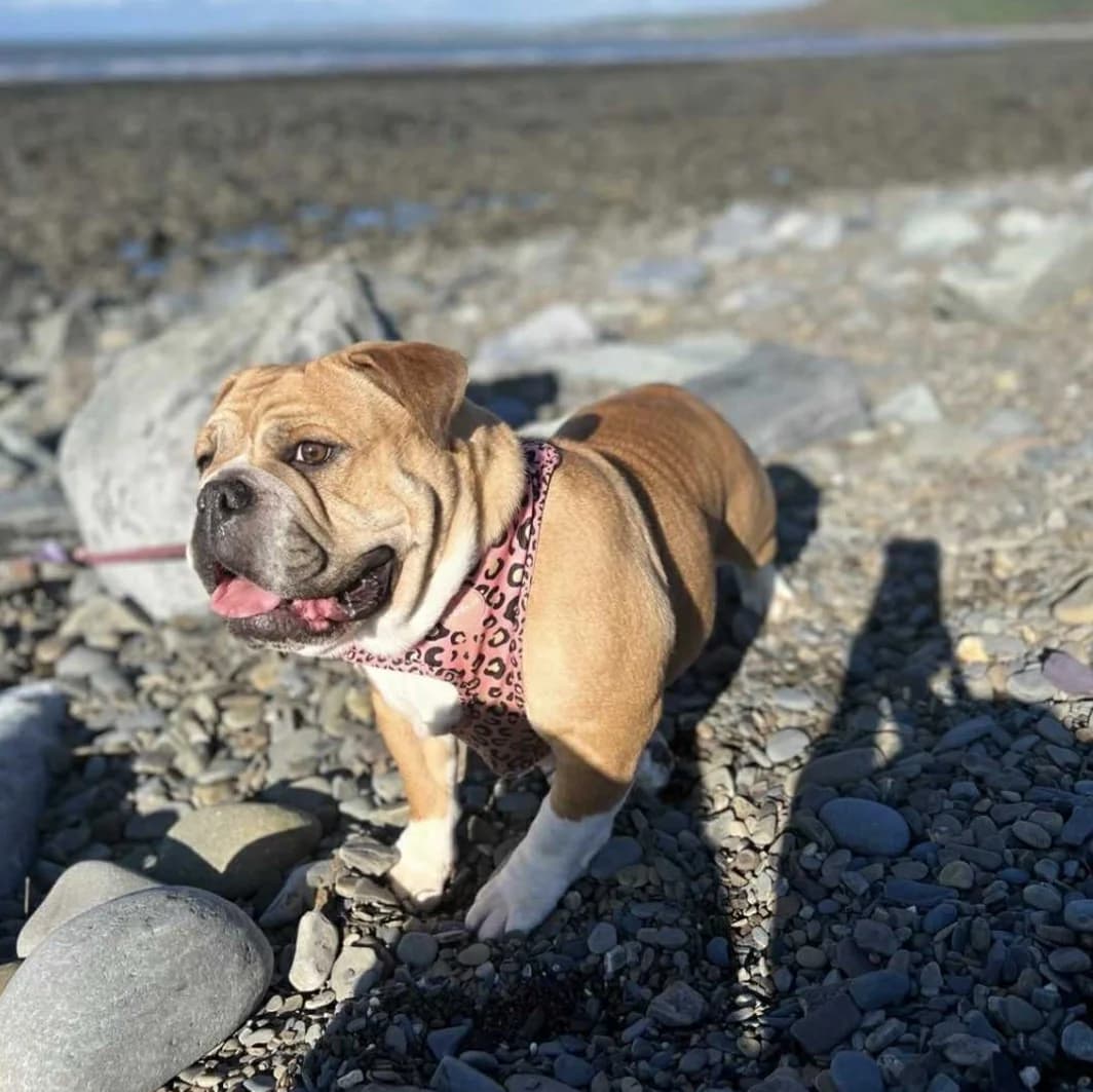 LACY, female Mixed Breed for adoption at Animal Rescue Cymru, Wales photo 5