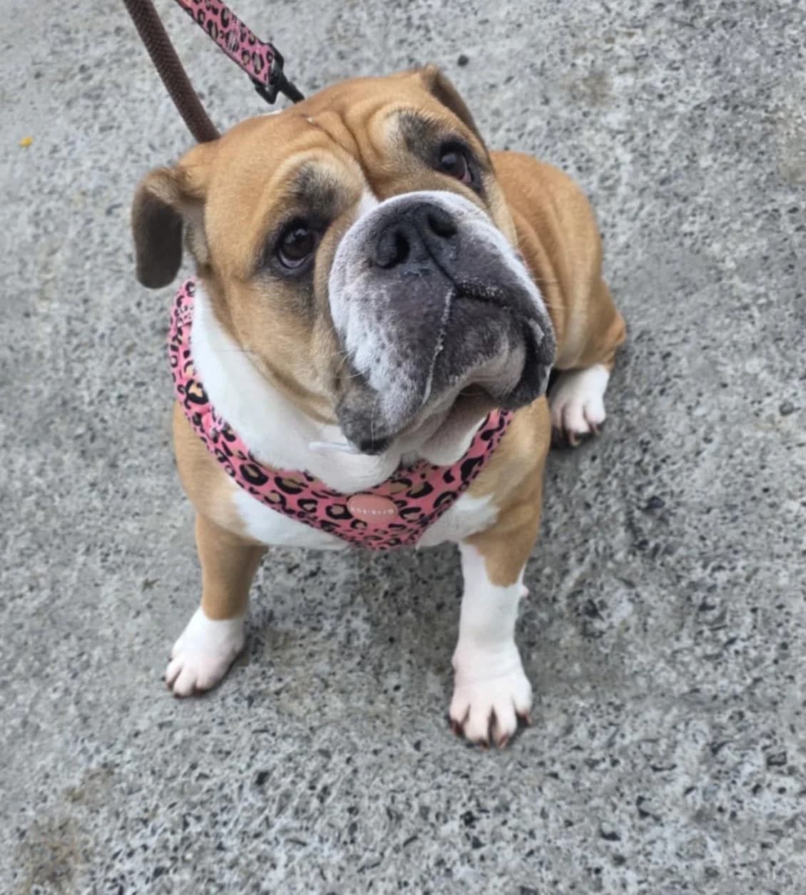 LACY, female Mixed Breed for adoption at Animal Rescue Cymru, Wales photo 7