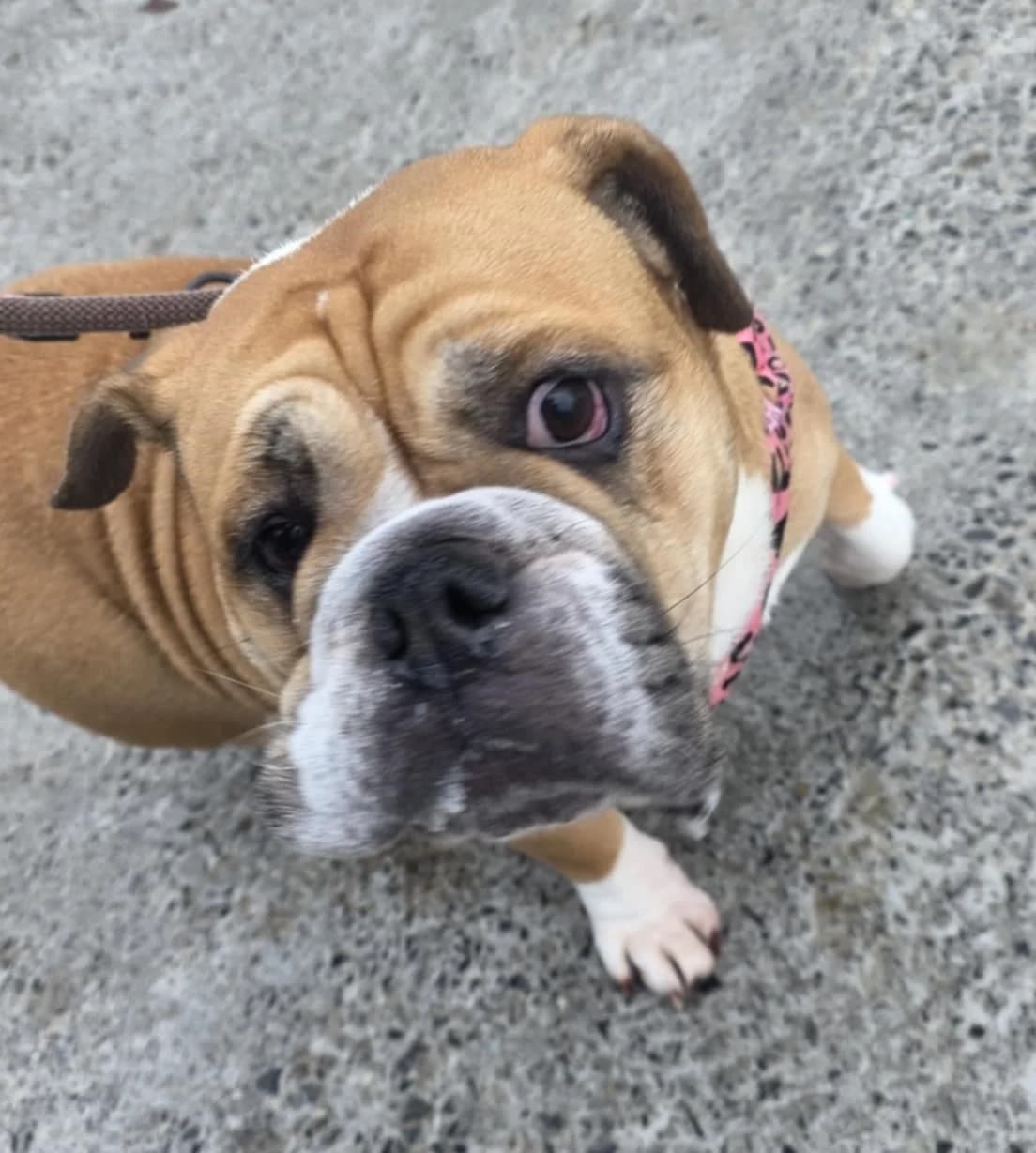 LACY, female Mixed Breed for adoption at Animal Rescue Cymru, Wales photo 8