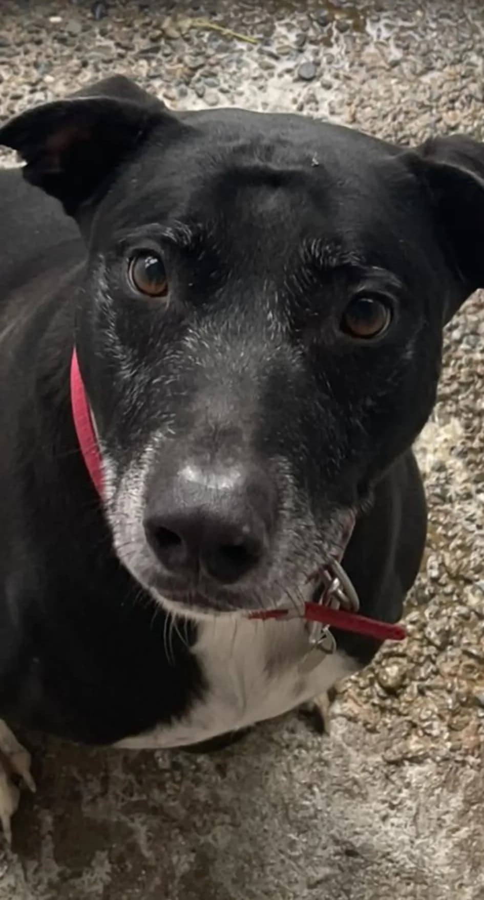 MAX, male mixed breed for adoption at Wales