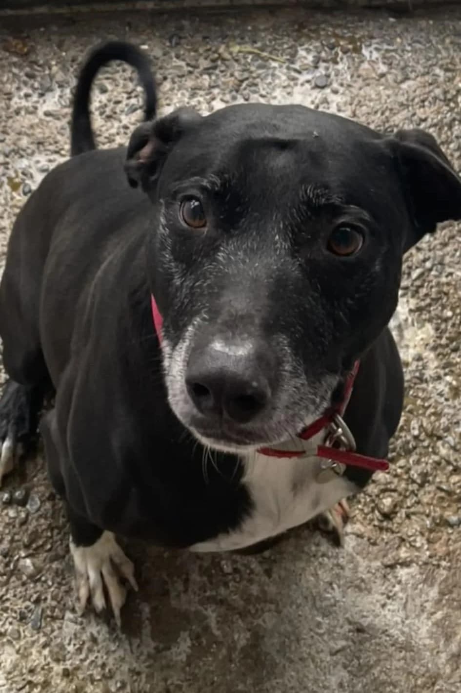 MAX, male mixed breed for adoption at Animal Rescue Cymru, Wales photo 2