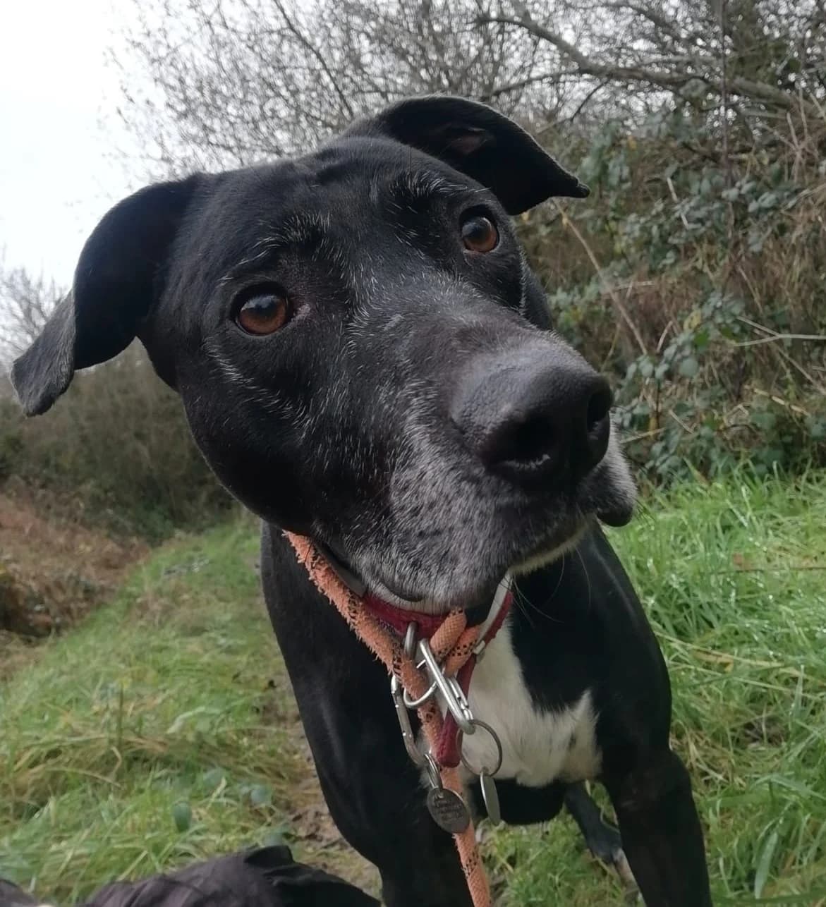 MAX, male mixed breed for adoption at Animal Rescue Cymru, Wales photo 4