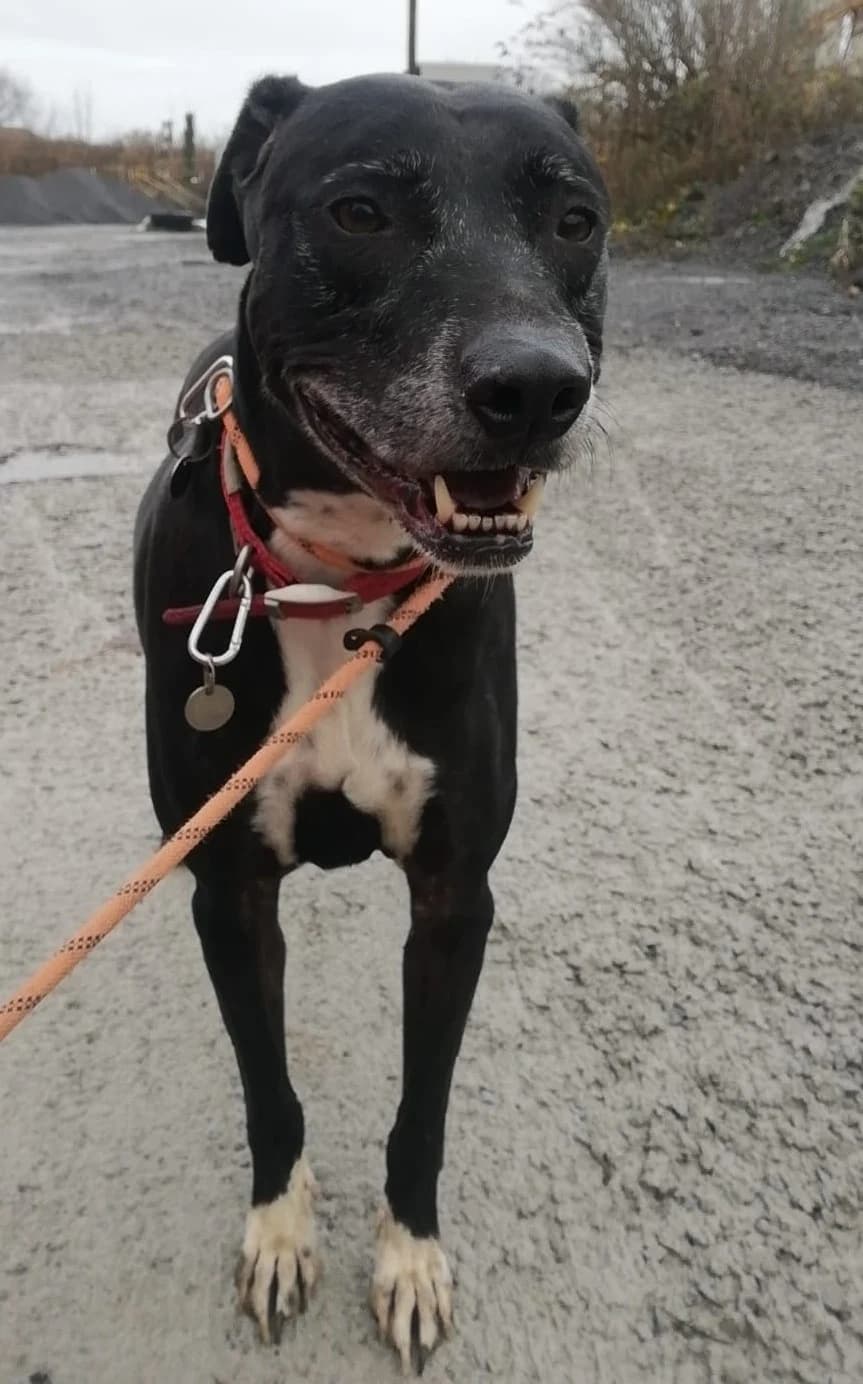 MAX, male mixed breed for adoption at Animal Rescue Cymru, Wales photo 5