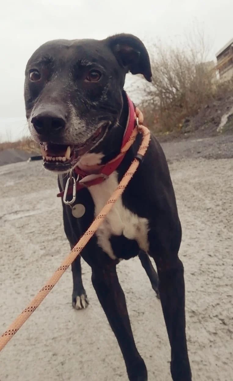 MAX, male mixed breed for adoption at Animal Rescue Cymru, Wales photo 6