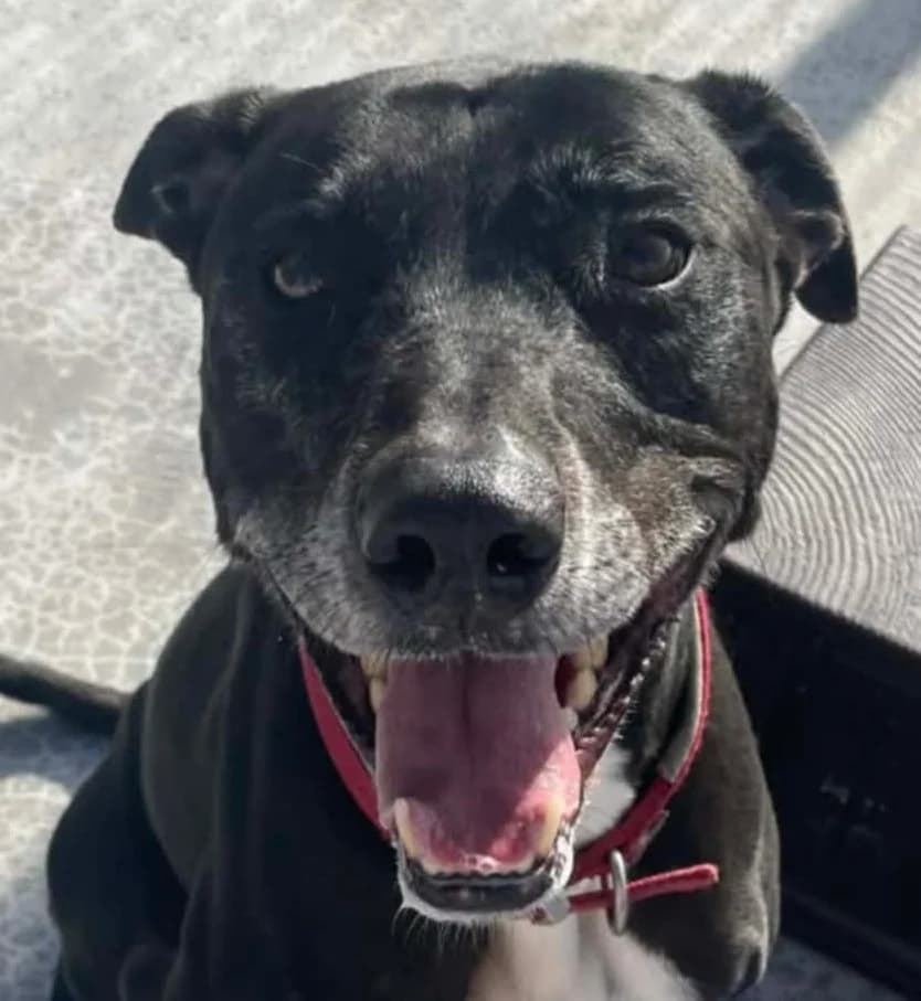 MEGS – RESERVED, female Mixed Breed for adoption at Wales