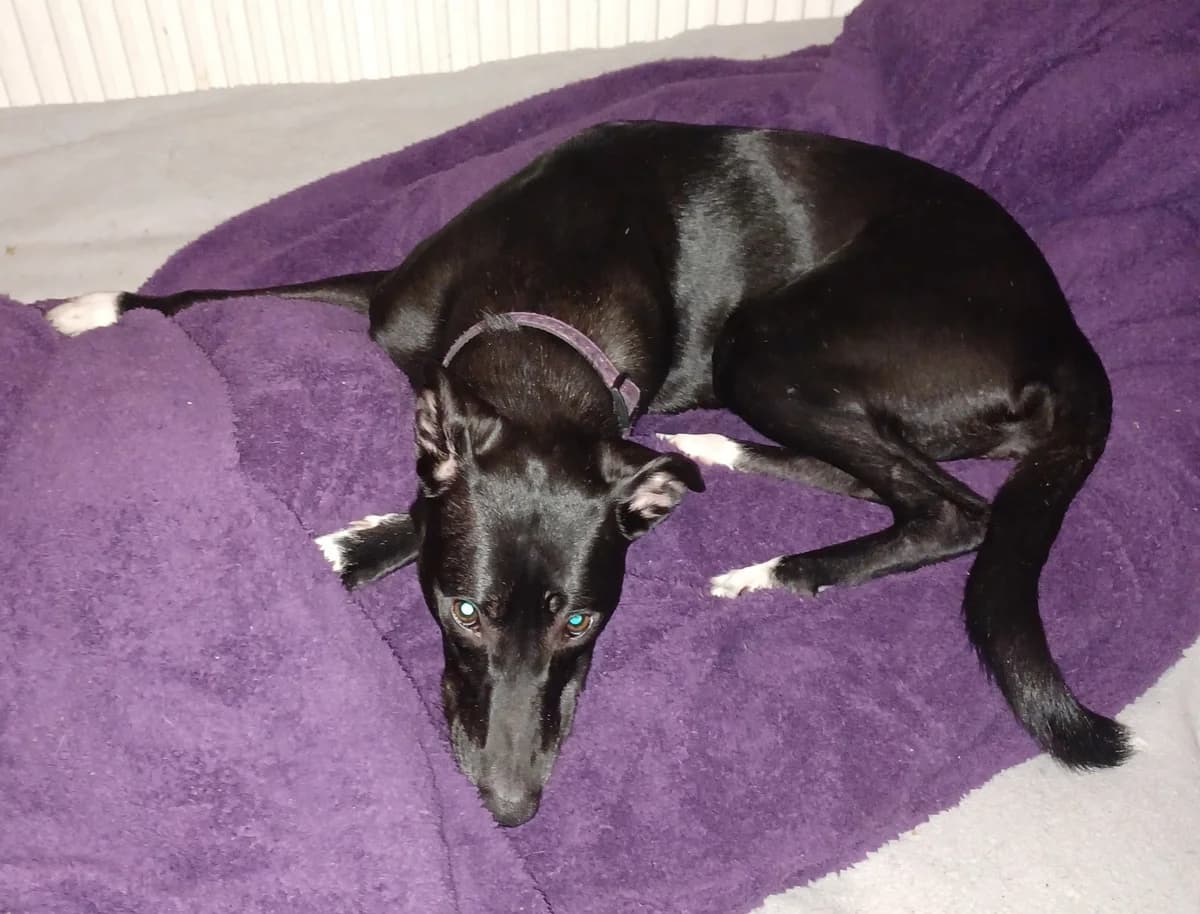 MEGS – RESERVED, female Mixed Breed for adoption at Animal Rescue Cymru, Wales photo 2