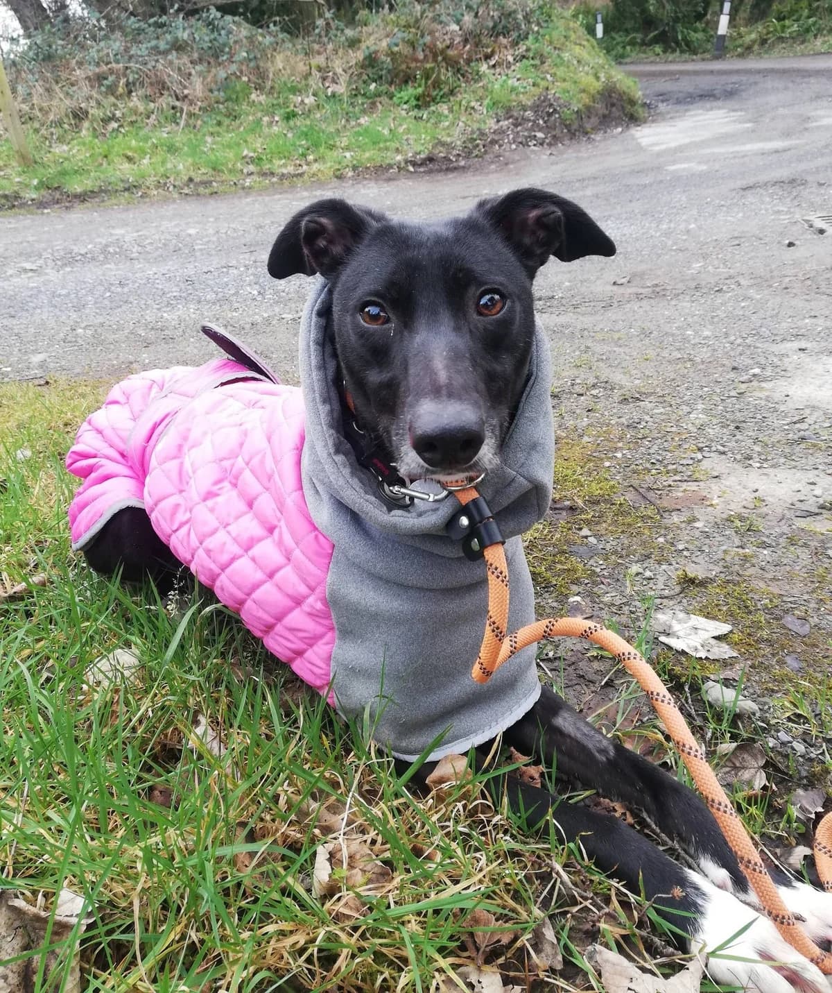 MEGS – RESERVED, female Mixed Breed for adoption at Animal Rescue Cymru, Wales photo 3