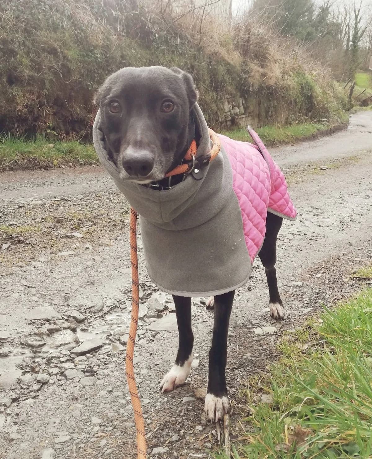 MEGS – RESERVED, female Mixed Breed for adoption at Animal Rescue Cymru, Wales photo 4