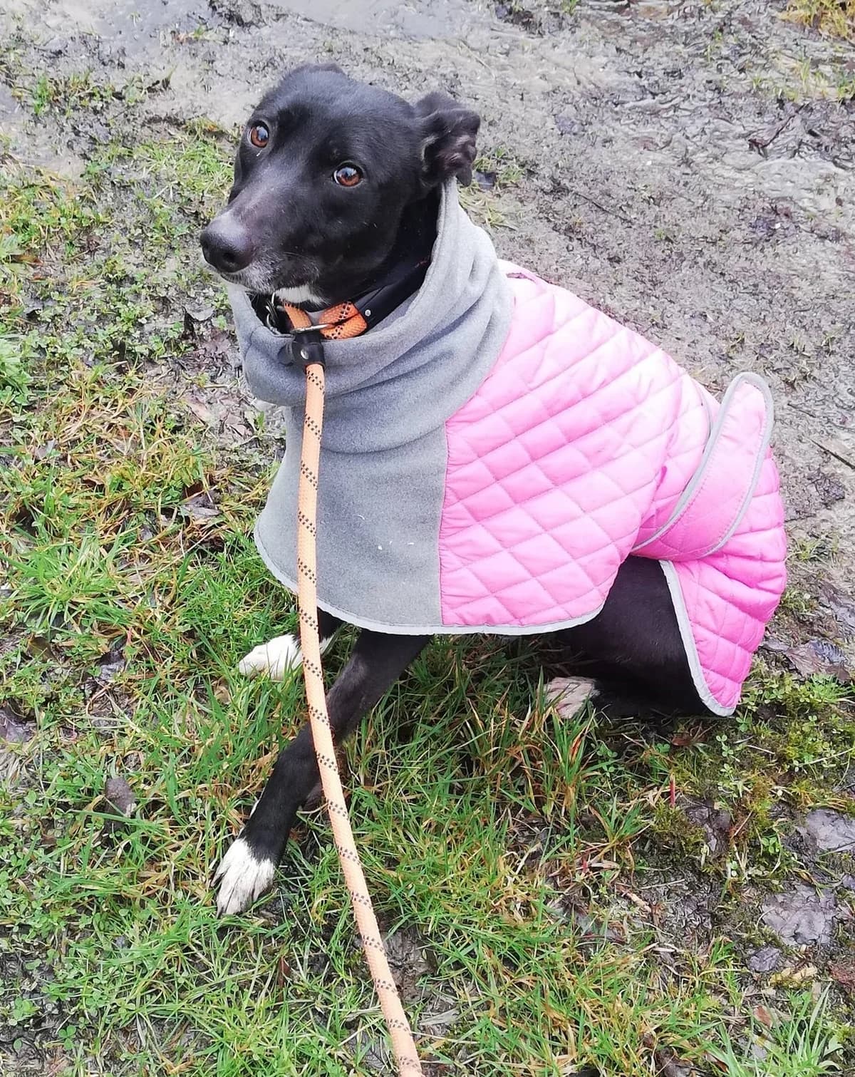 MEGS – RESERVED, female Mixed Breed for adoption at Animal Rescue Cymru, Wales photo 5